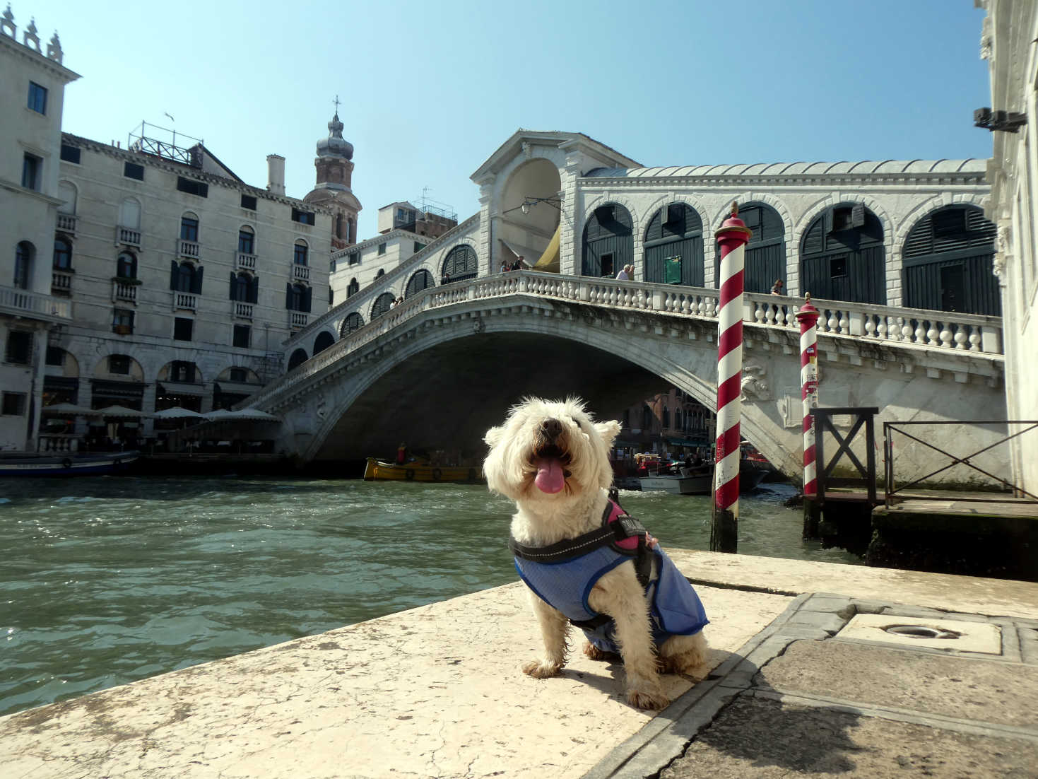 Poppy the westie at the ponte vechio Venice