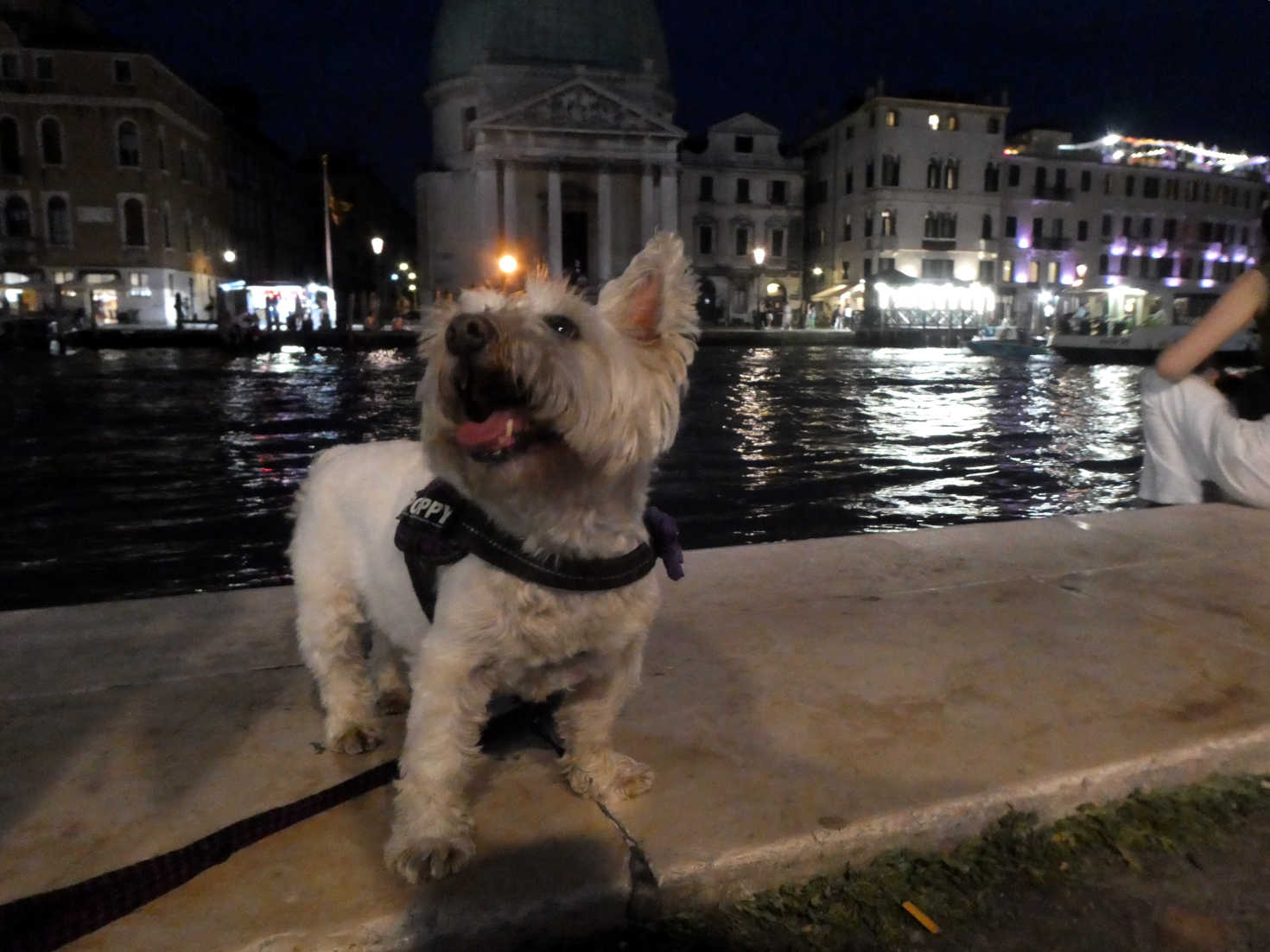 Poppy the westie by the grand canal Venice