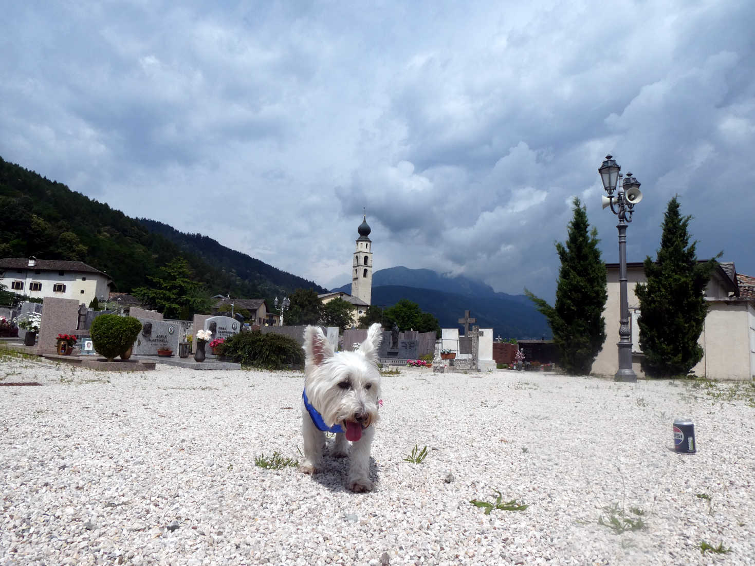 Poppy the westie exploring Caldonazzo