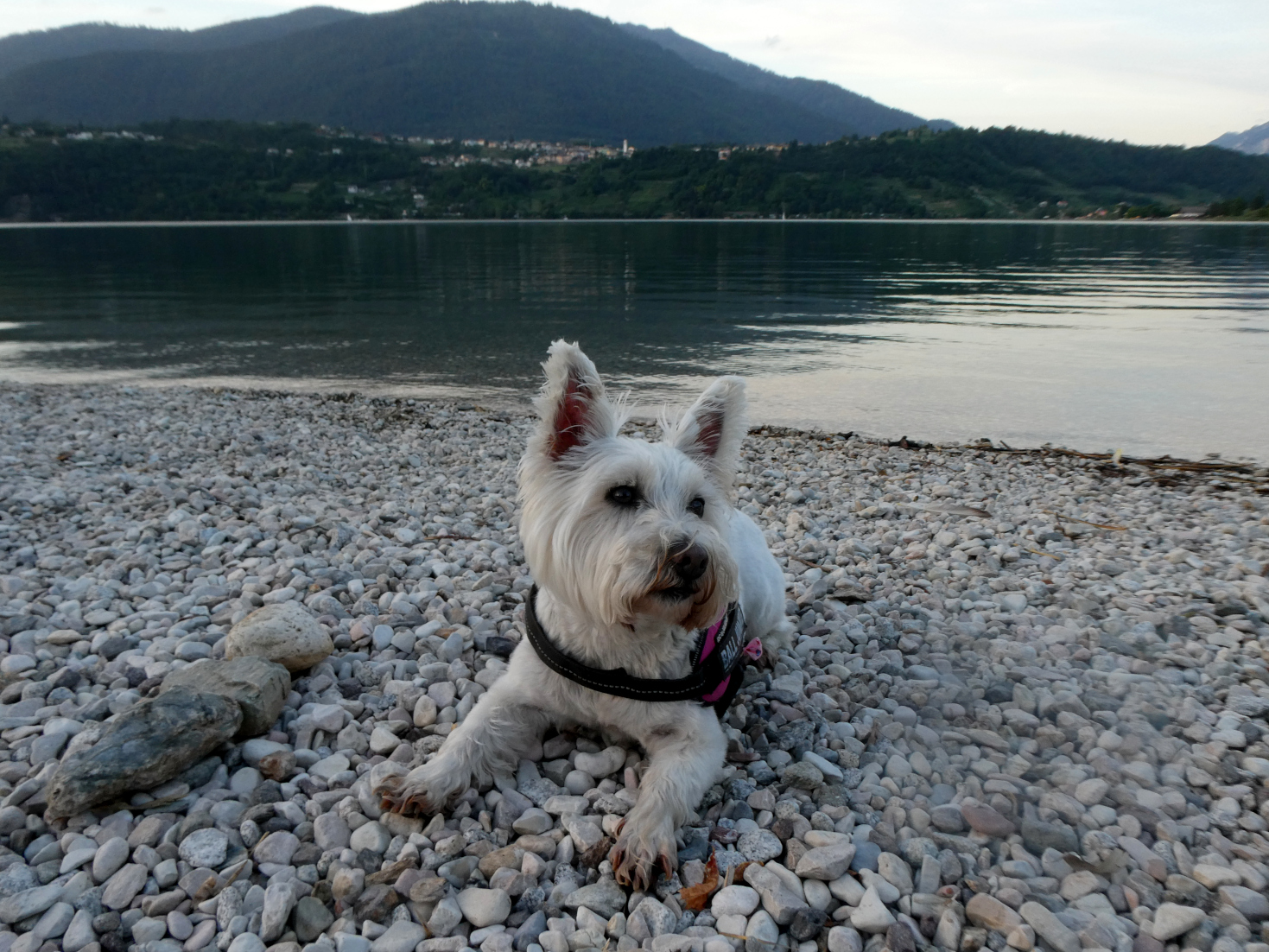 Poppy the westie finds other beach at Caldonazzo