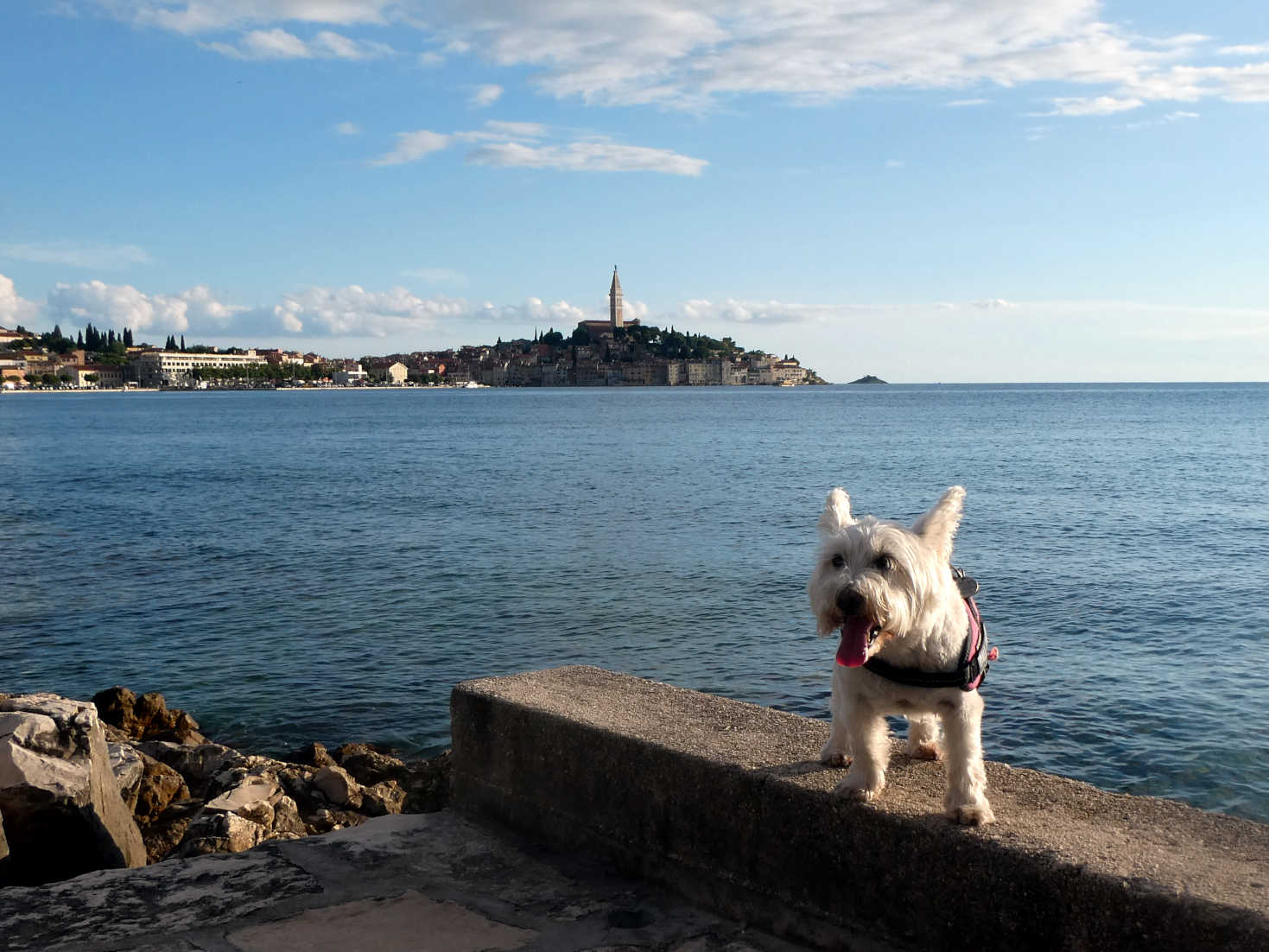 Poppy the westie gets to Rovinj