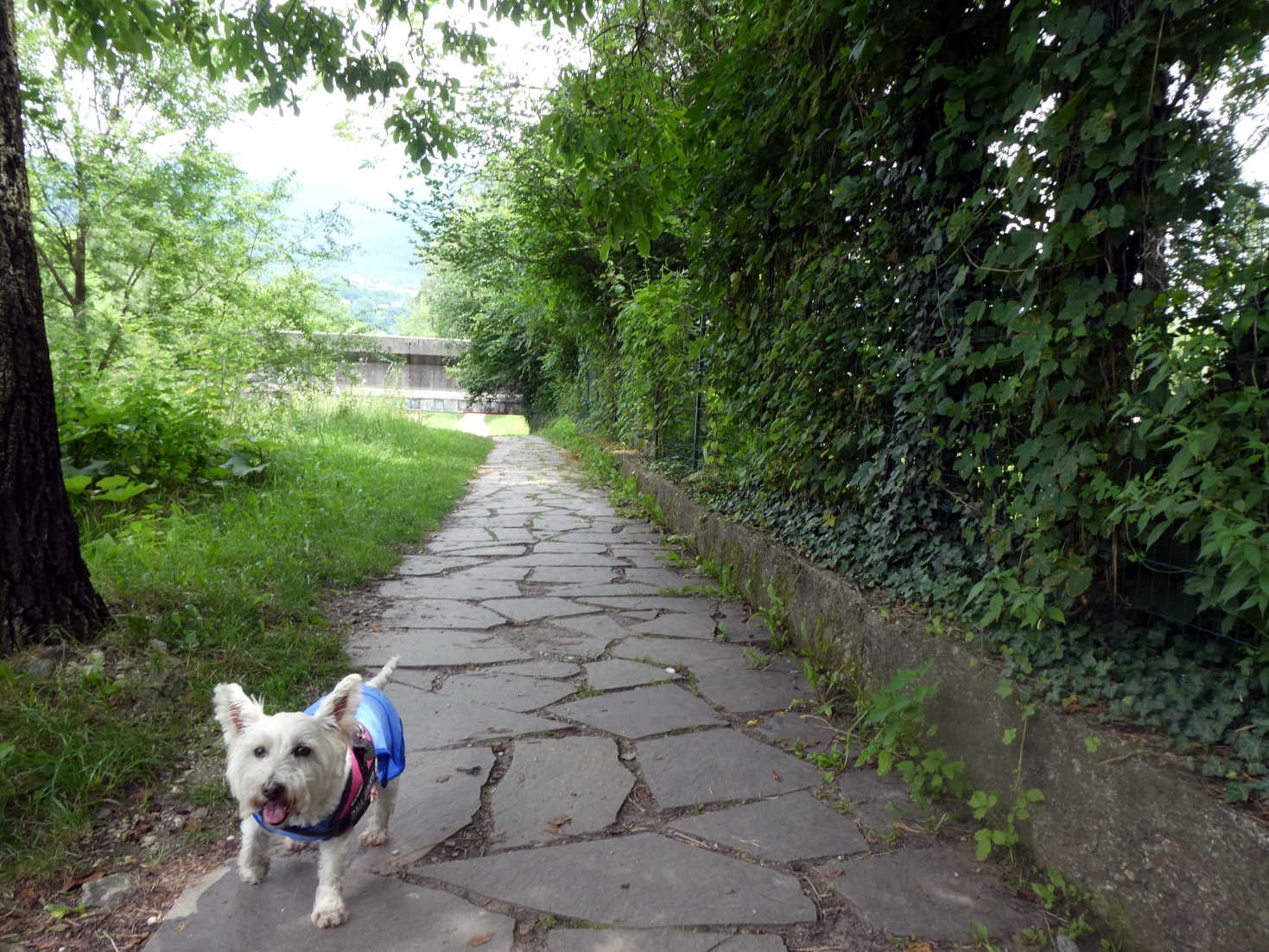 Poppy the westie getting back to Betsy Caldonazzo