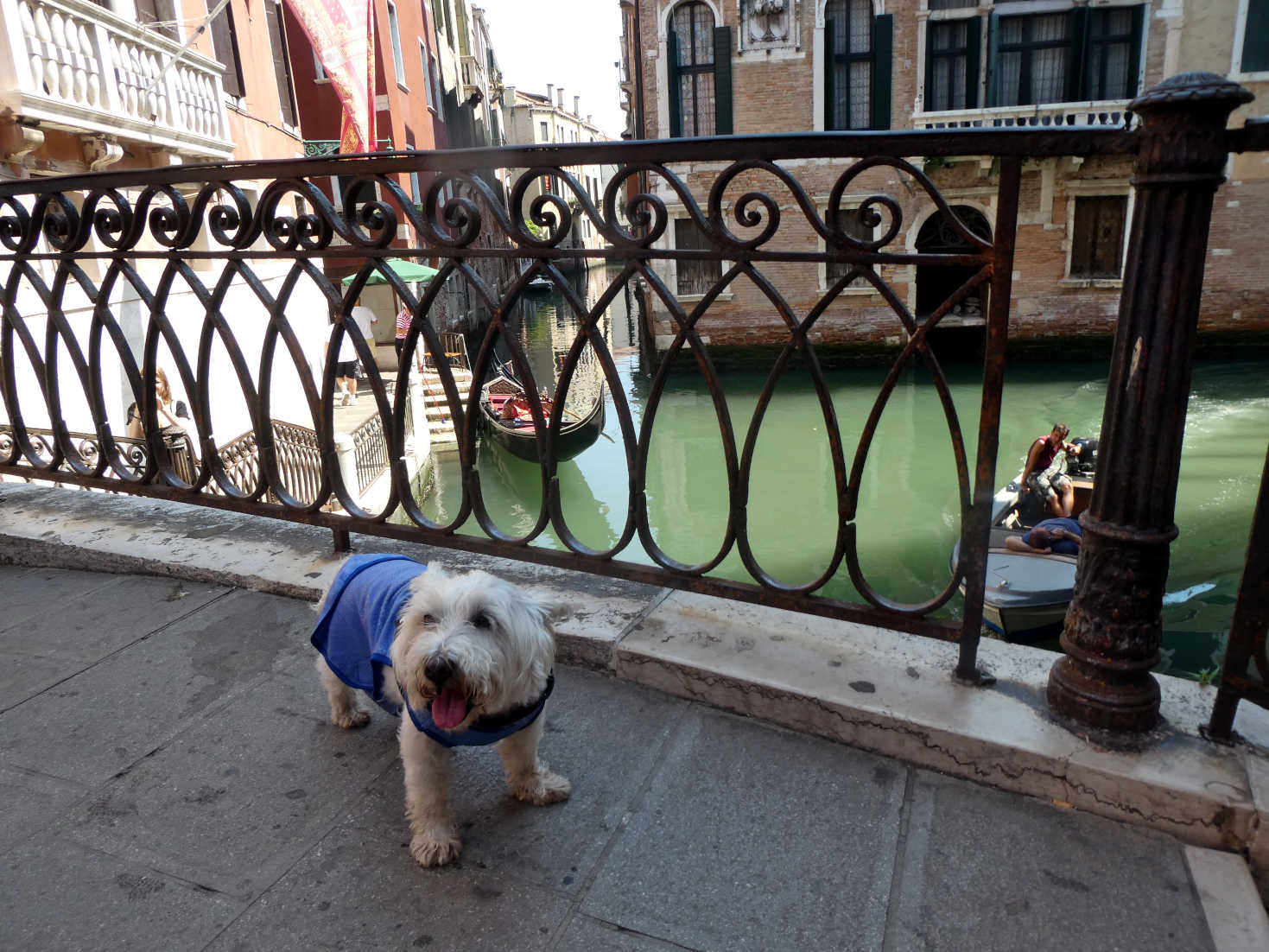 Poppy the westie heading to St Peters square