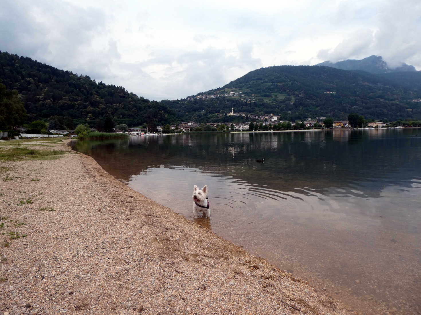 Poppy the westie in Lago di Caldonazzo