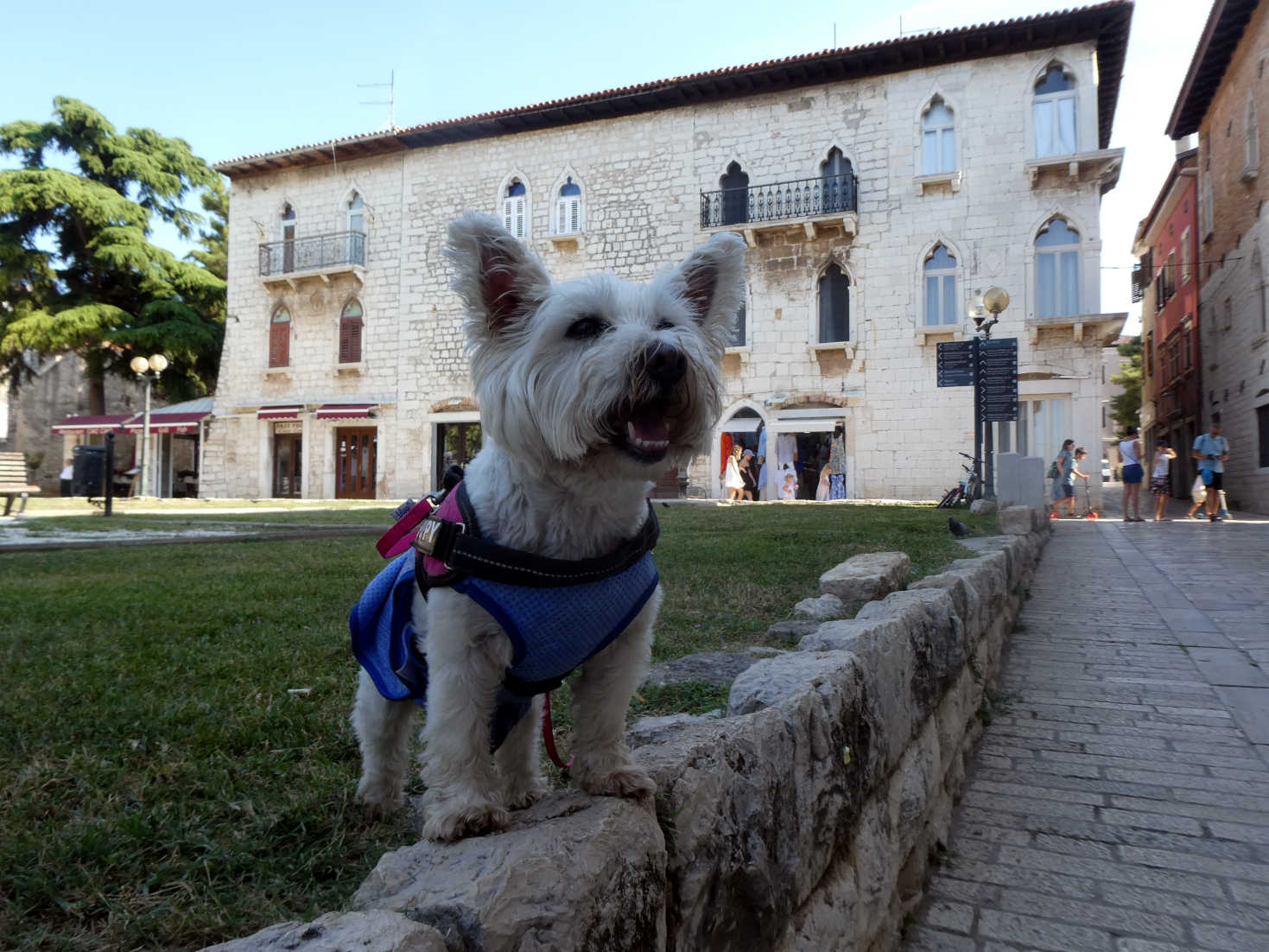 Poppy the westie in Porec