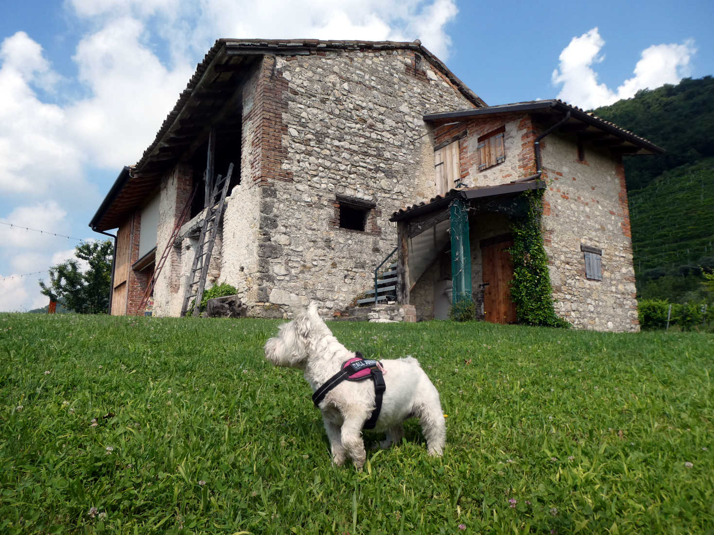 Poppy the westie in a prosecco vineyard