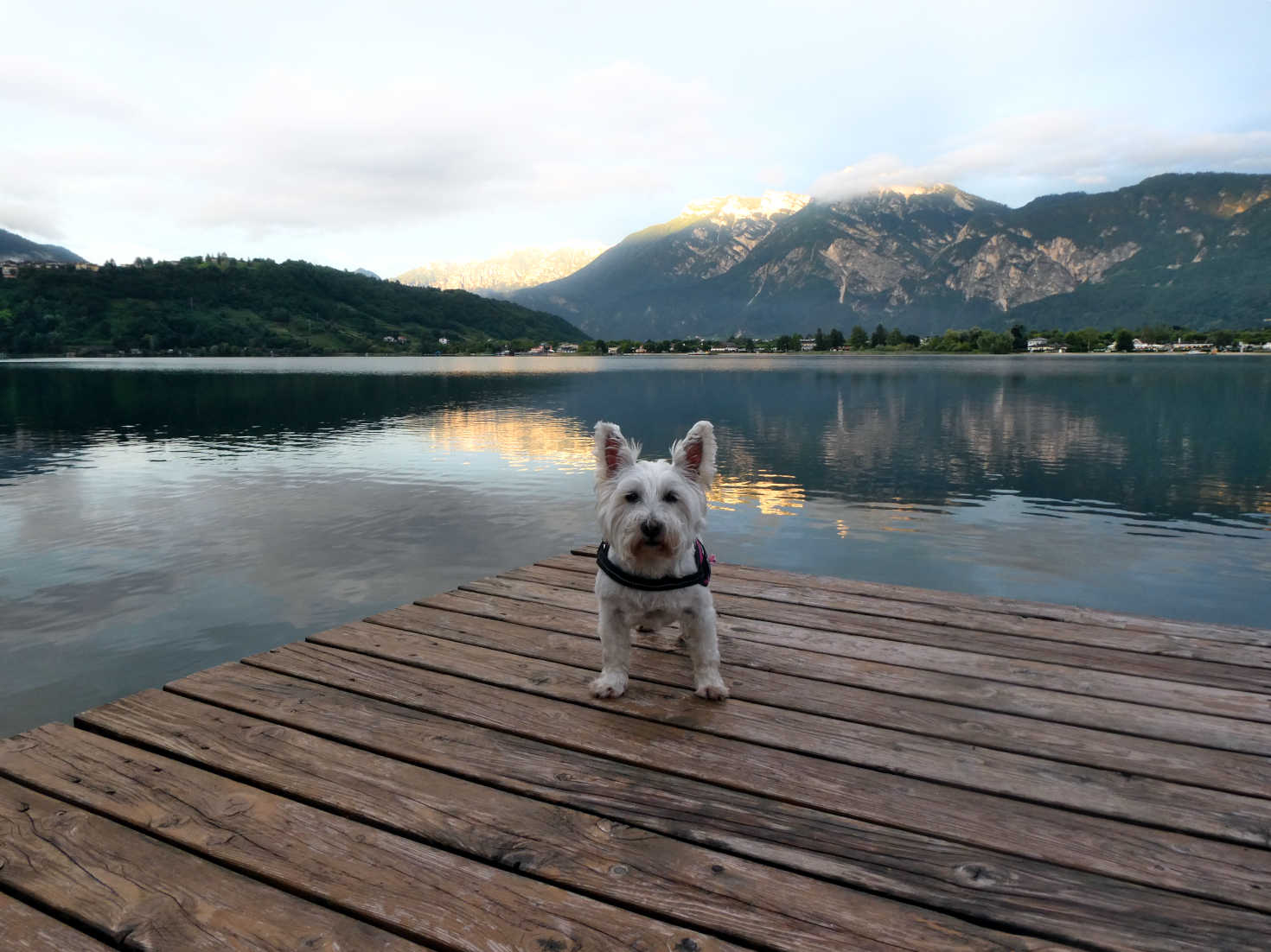 Poppy the westie in jetty as sun goes down at Caldonazzo