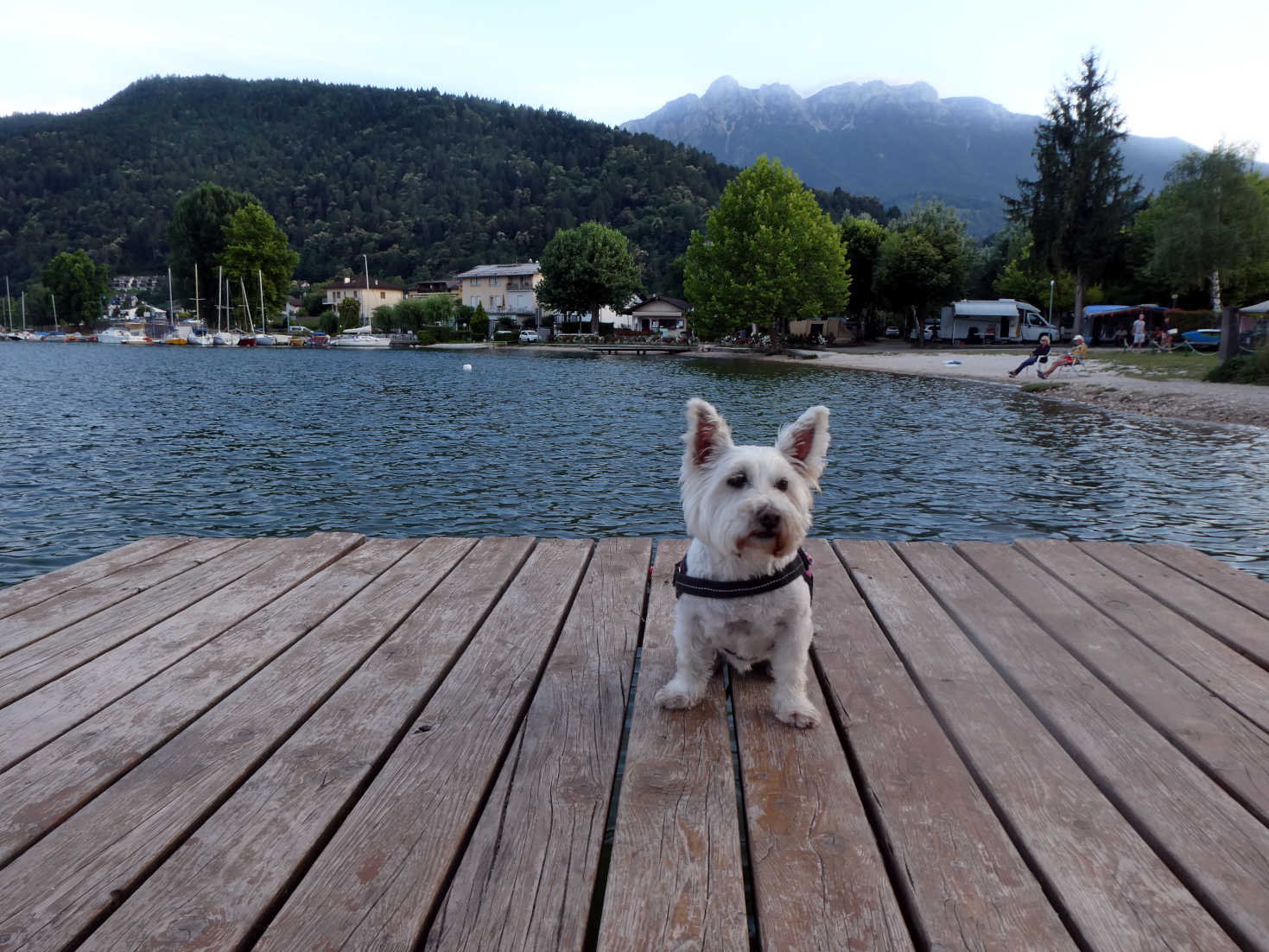 Poppy the westie on Jetty at Caldonazzo