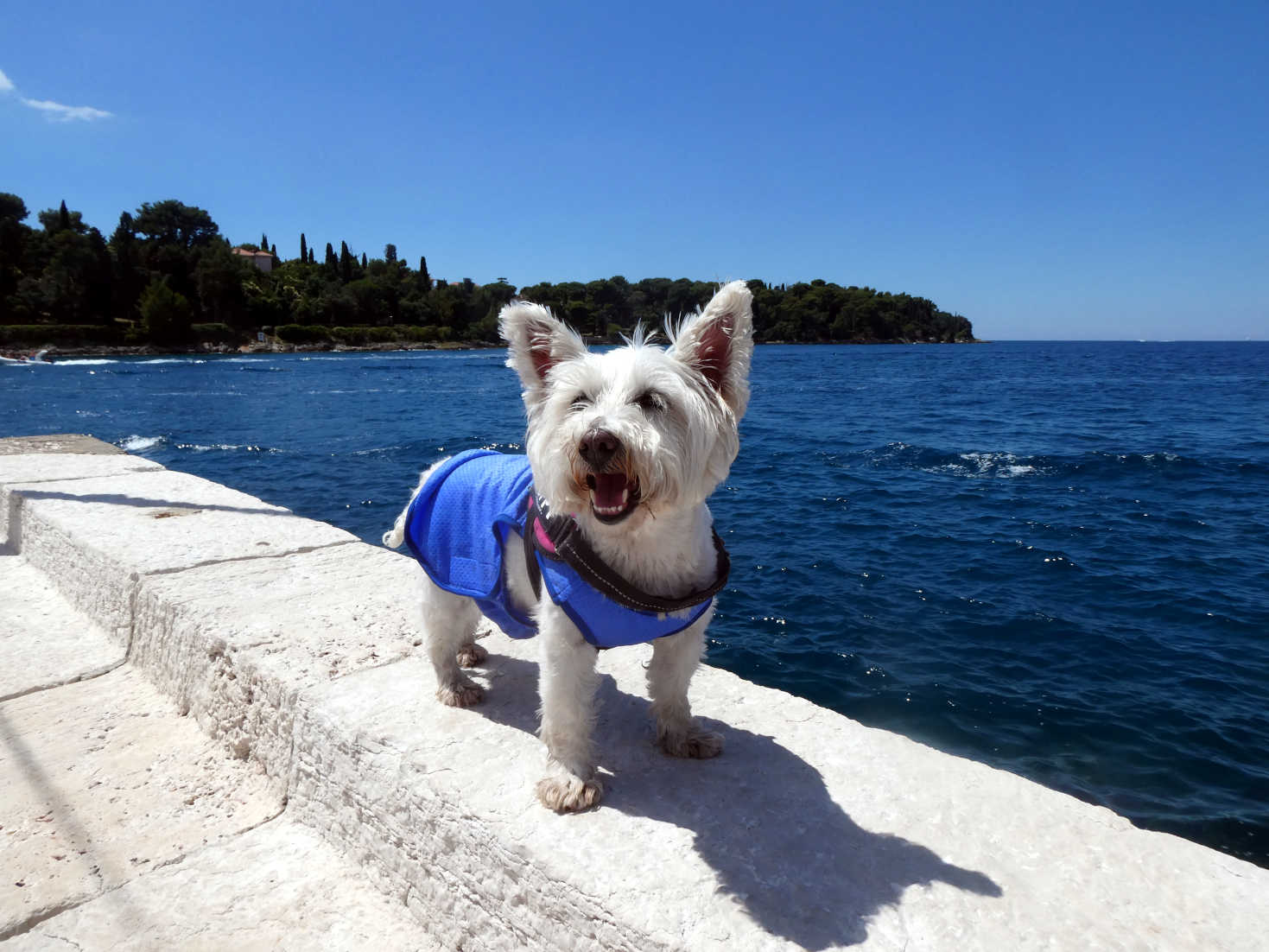 Poppy the westie on pier at Rovinj