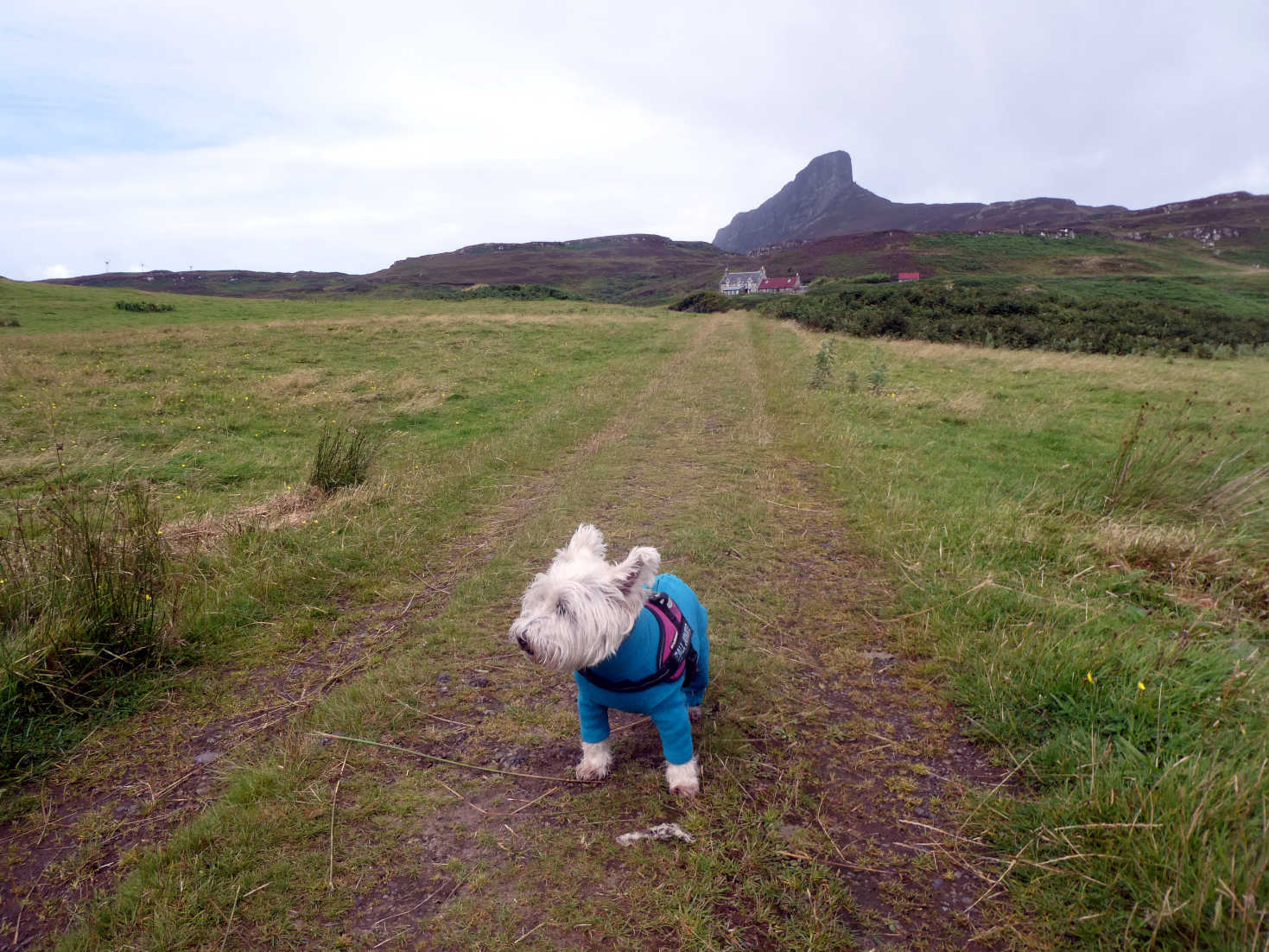 Poppy the westie on the yellow walk on eigg