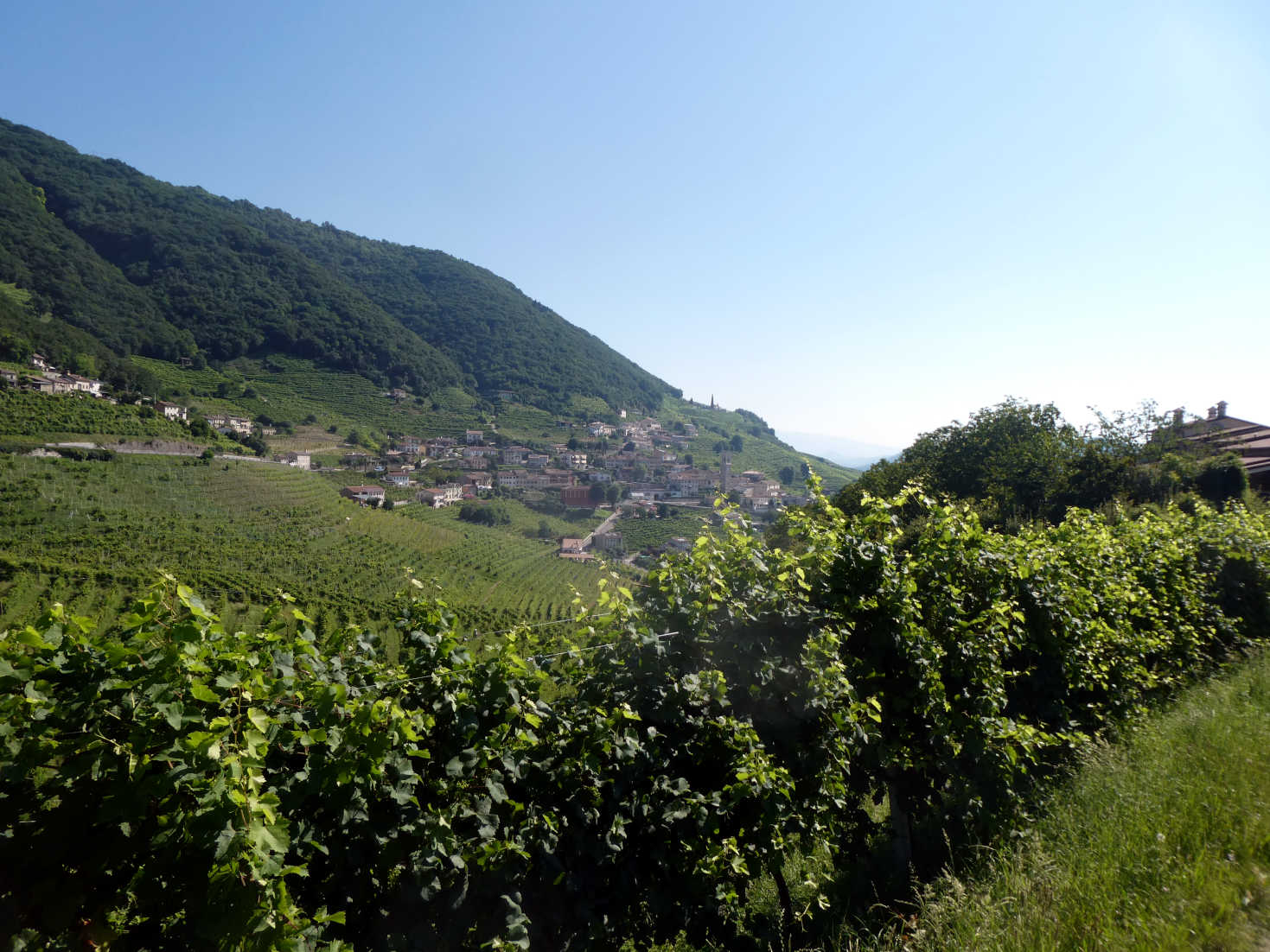 Prosecco Vineyards