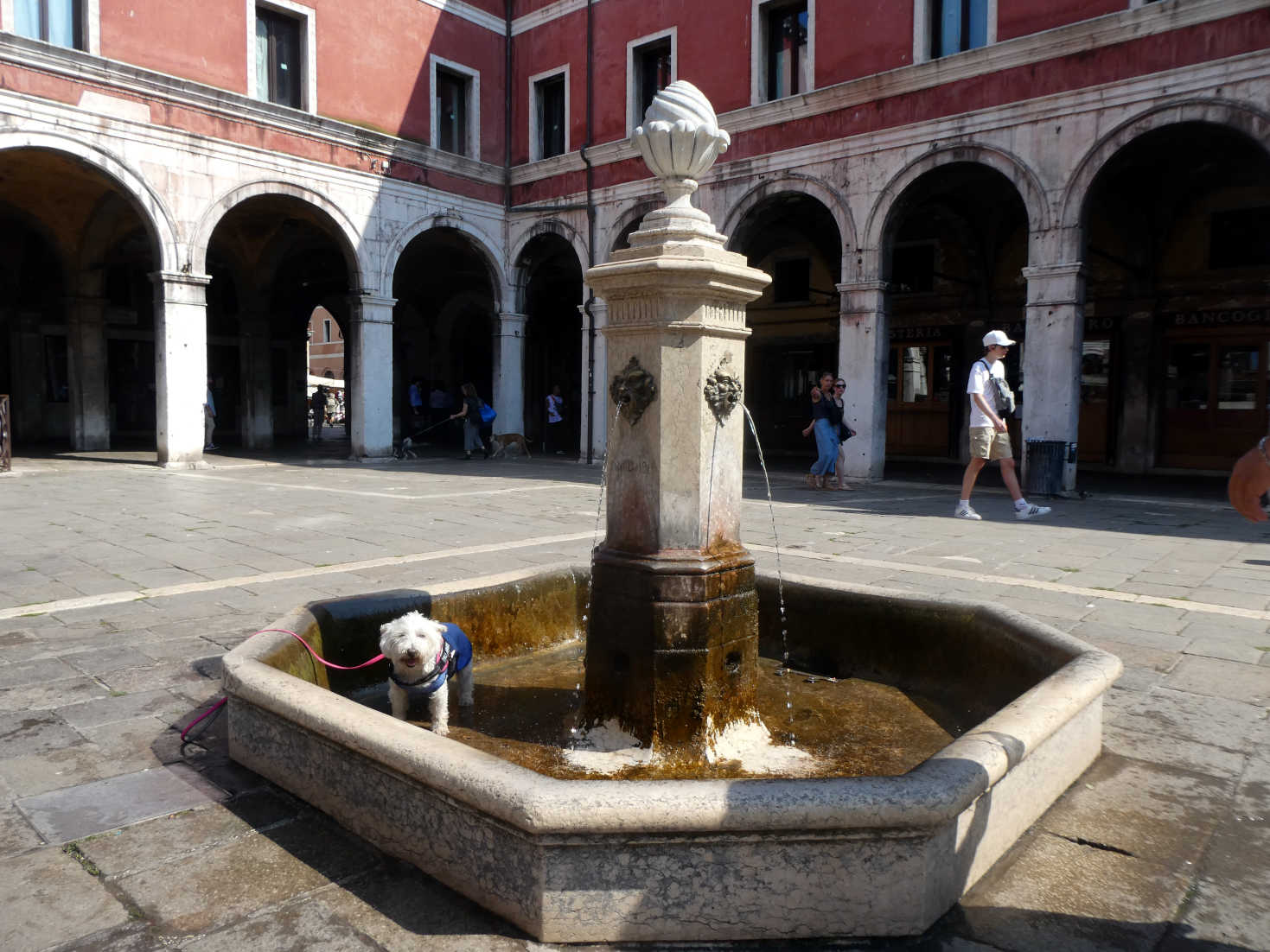 pippy the westie cools down in Venice