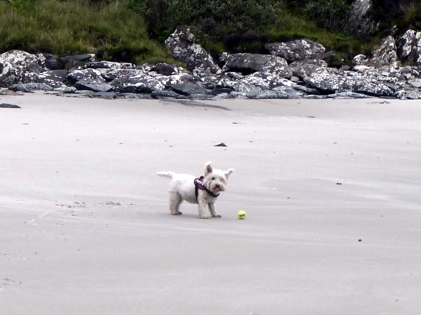 playing ball on the silver sands of morar