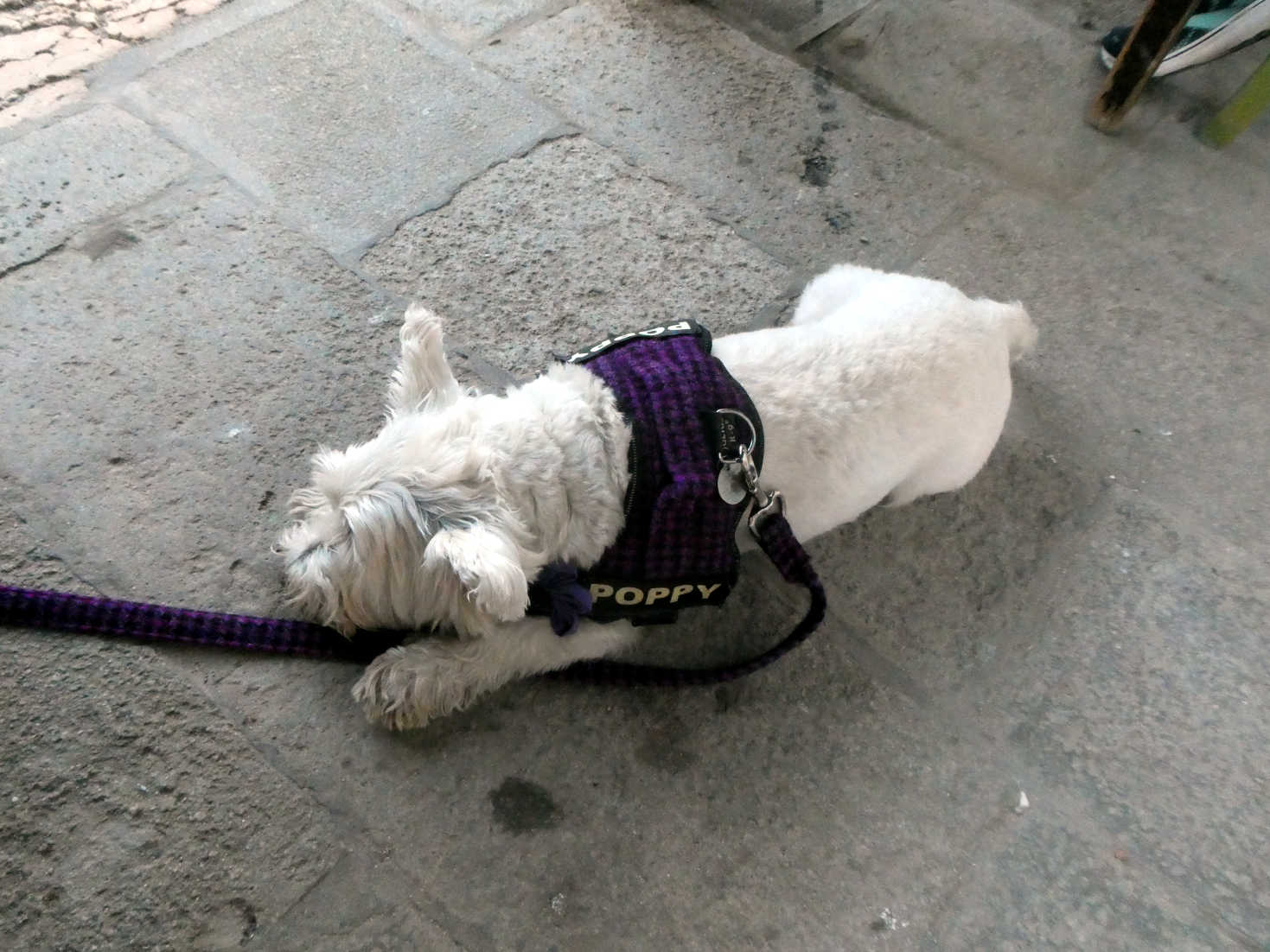 poppy the westie after dinner in Venice