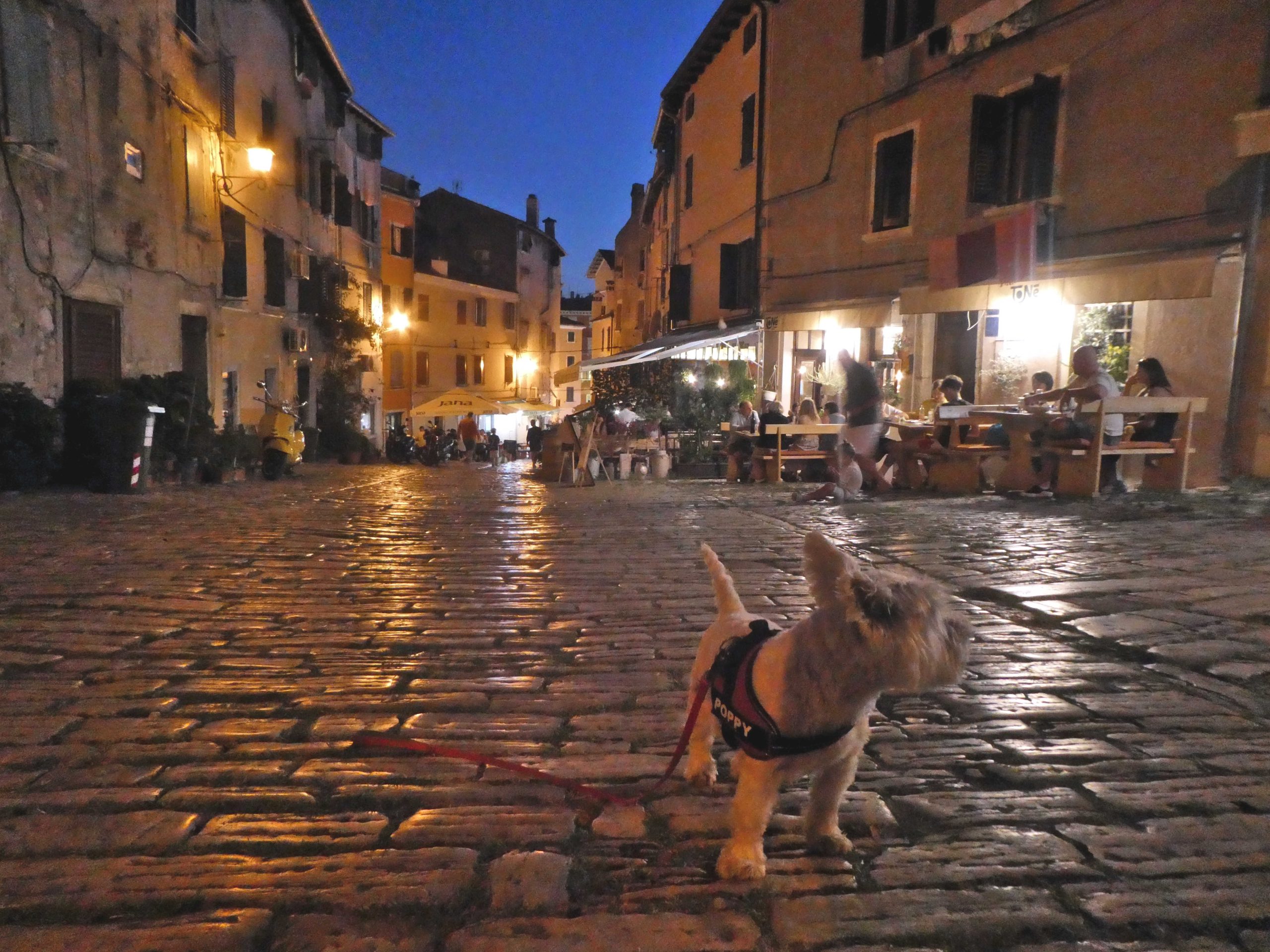 poppy the westie after dinner rovinj