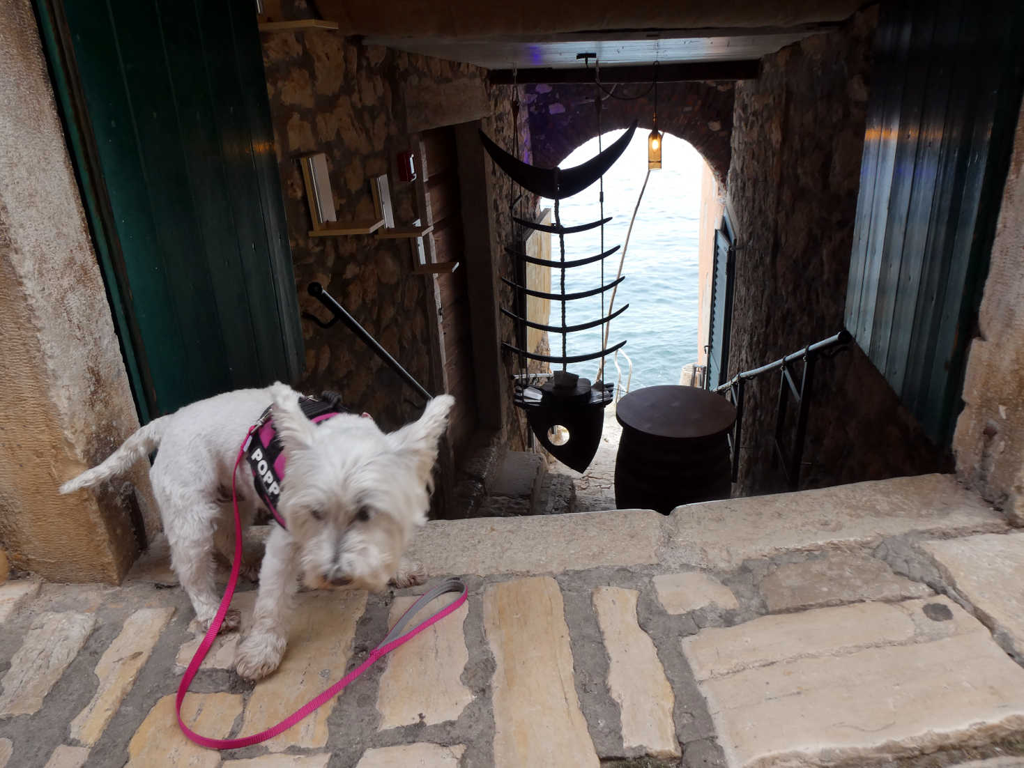 poppy the westie and fishbone shelves Rovinj