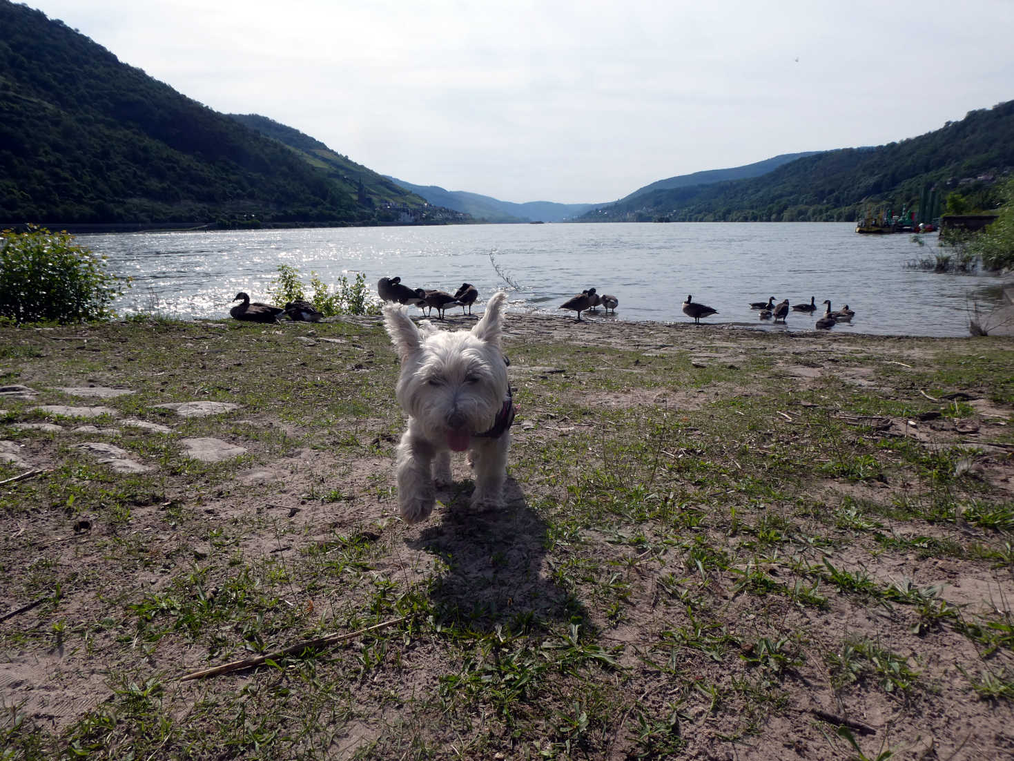 poppy the westie and the geese of the rhine