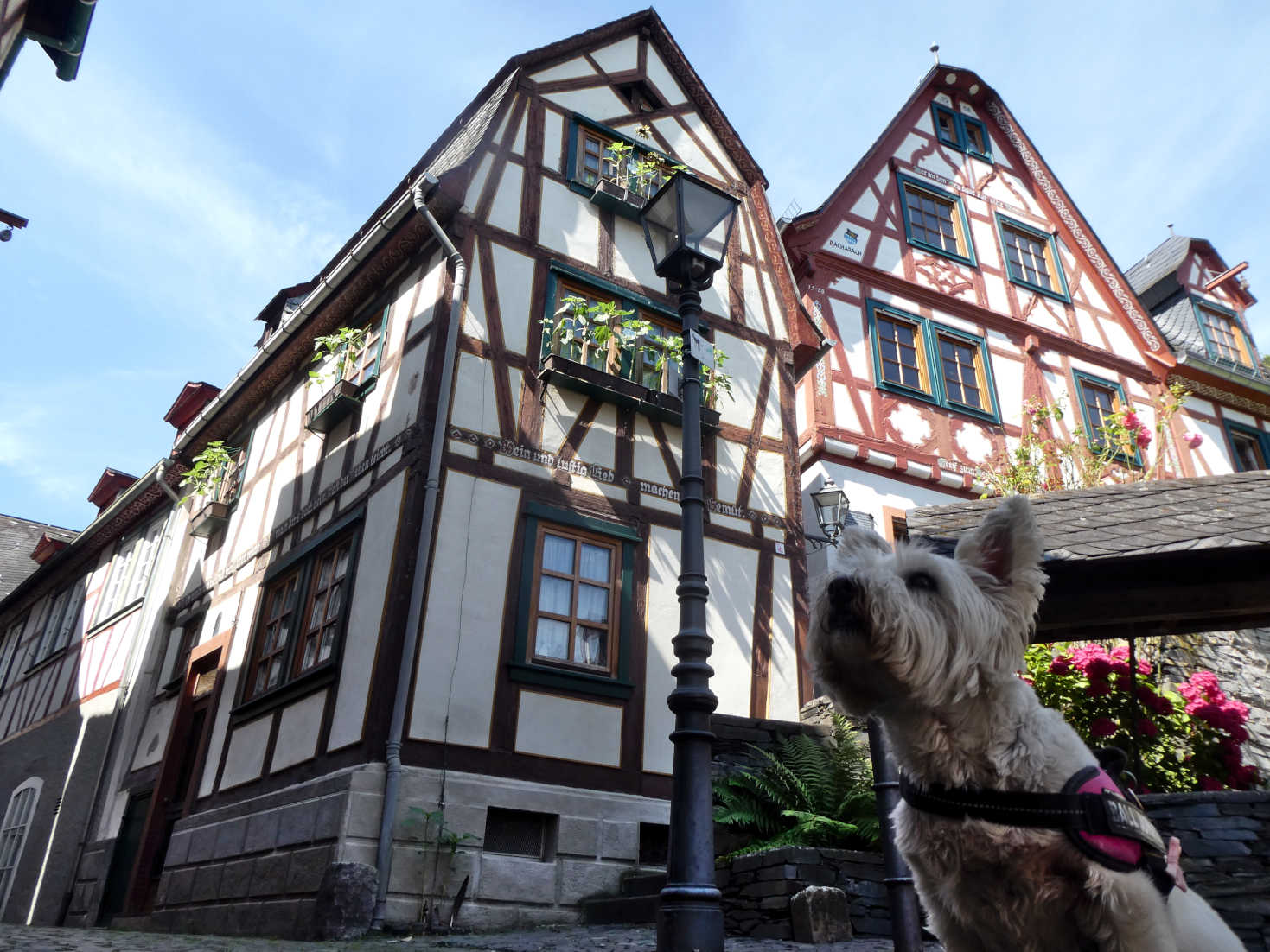 poppy the westie and the old houses of Bacharach