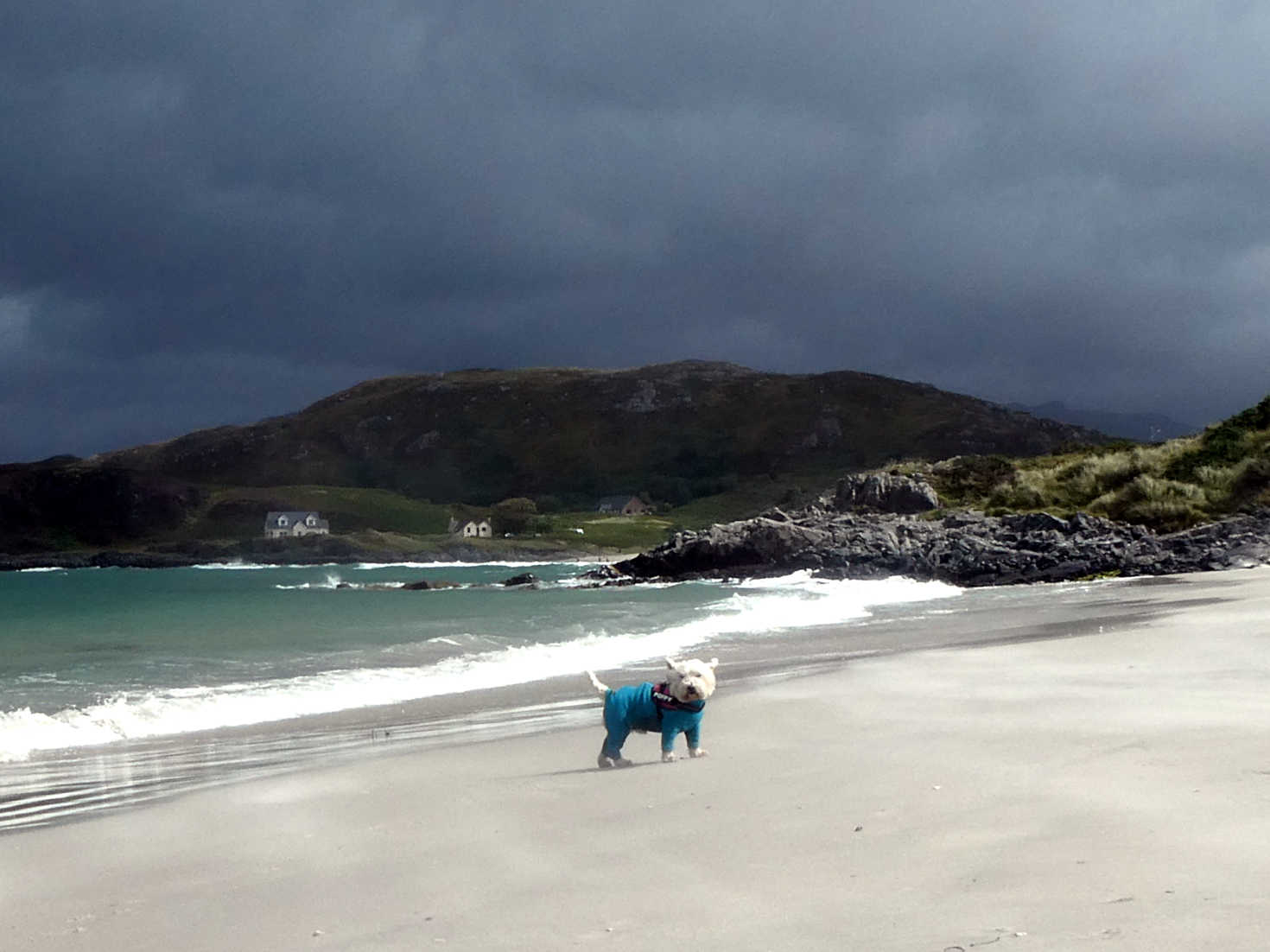 poppy the westie approching Camusdarach beach