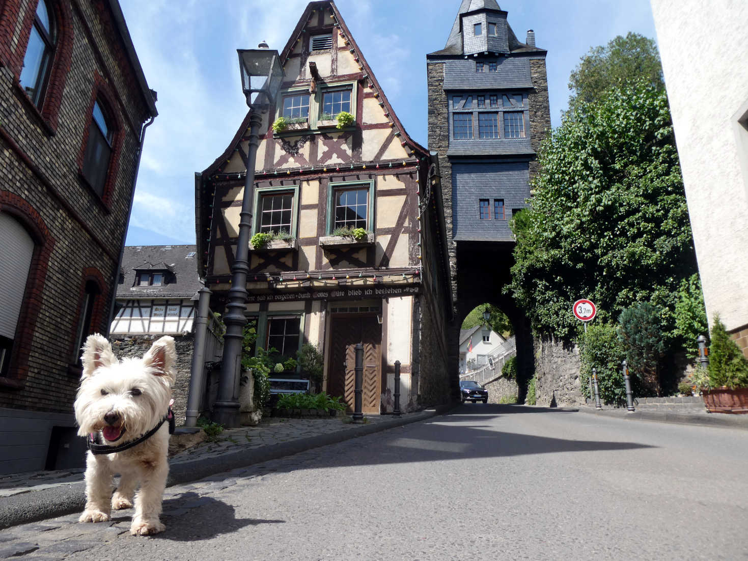 poppy the westie at Bacharachs west gate