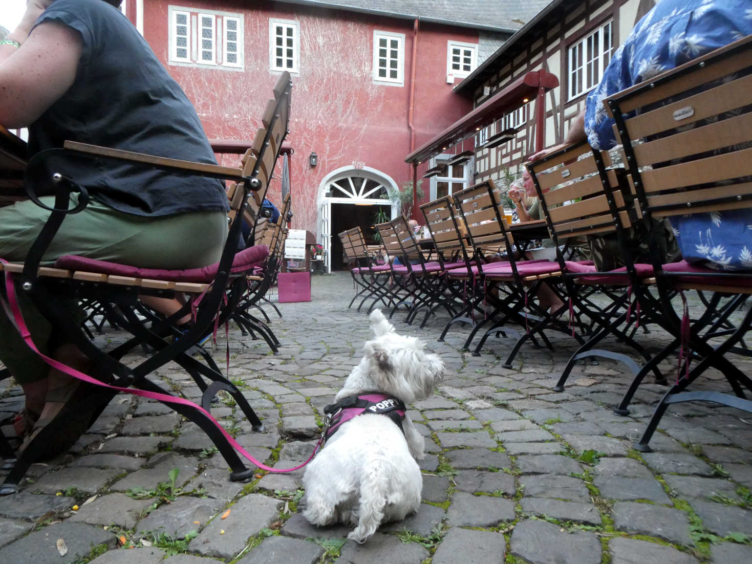 poppy the westie at Posthof Bacharach