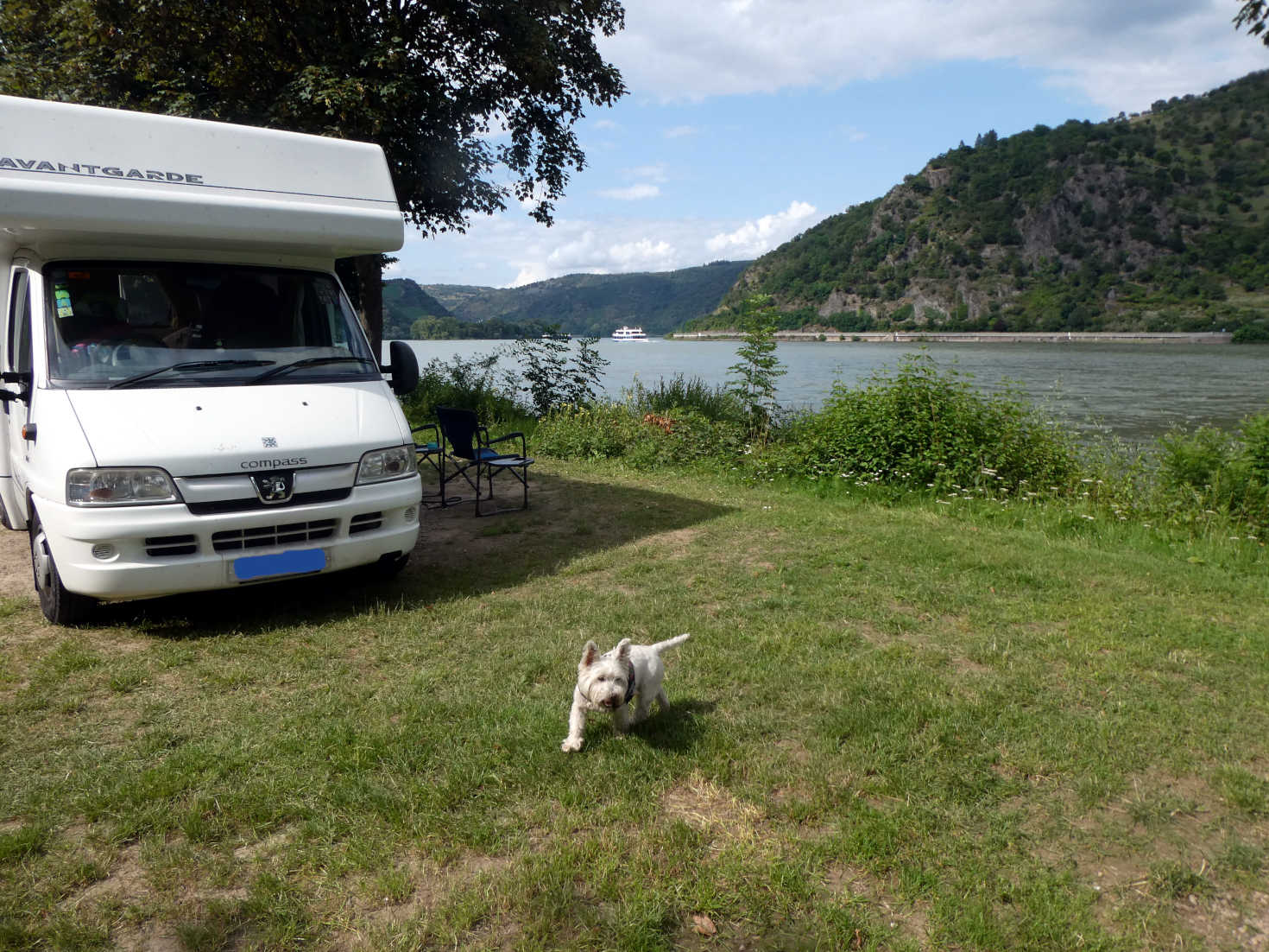 poppy the westie at camp in Bacharach