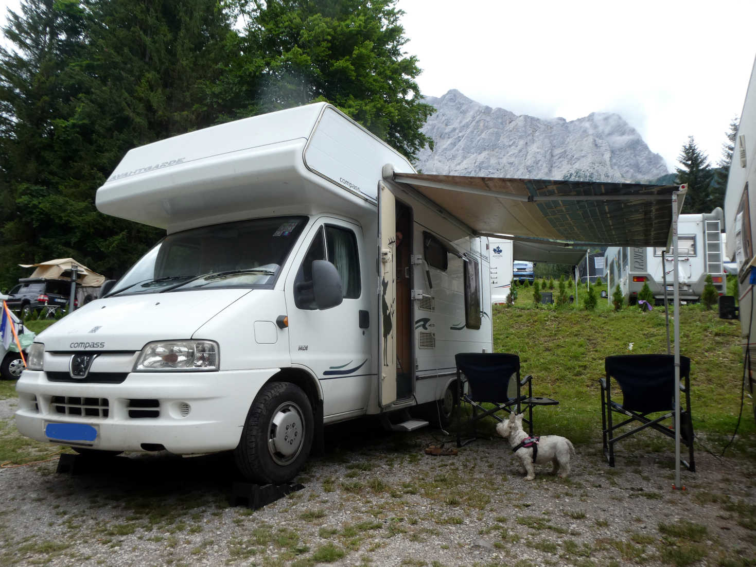 poppy the westie at camp in Ehrwald