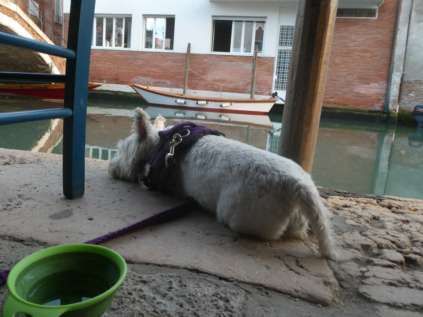 poppy the westie at dinner in Venice