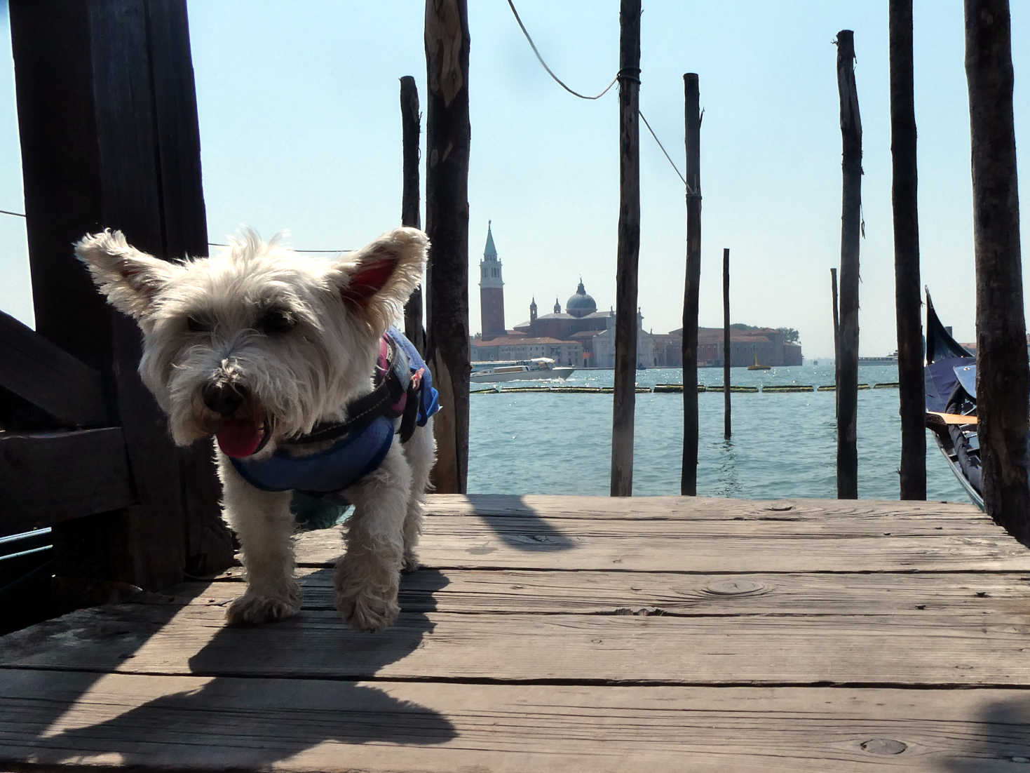 poppy the westie at gondolla station Venice