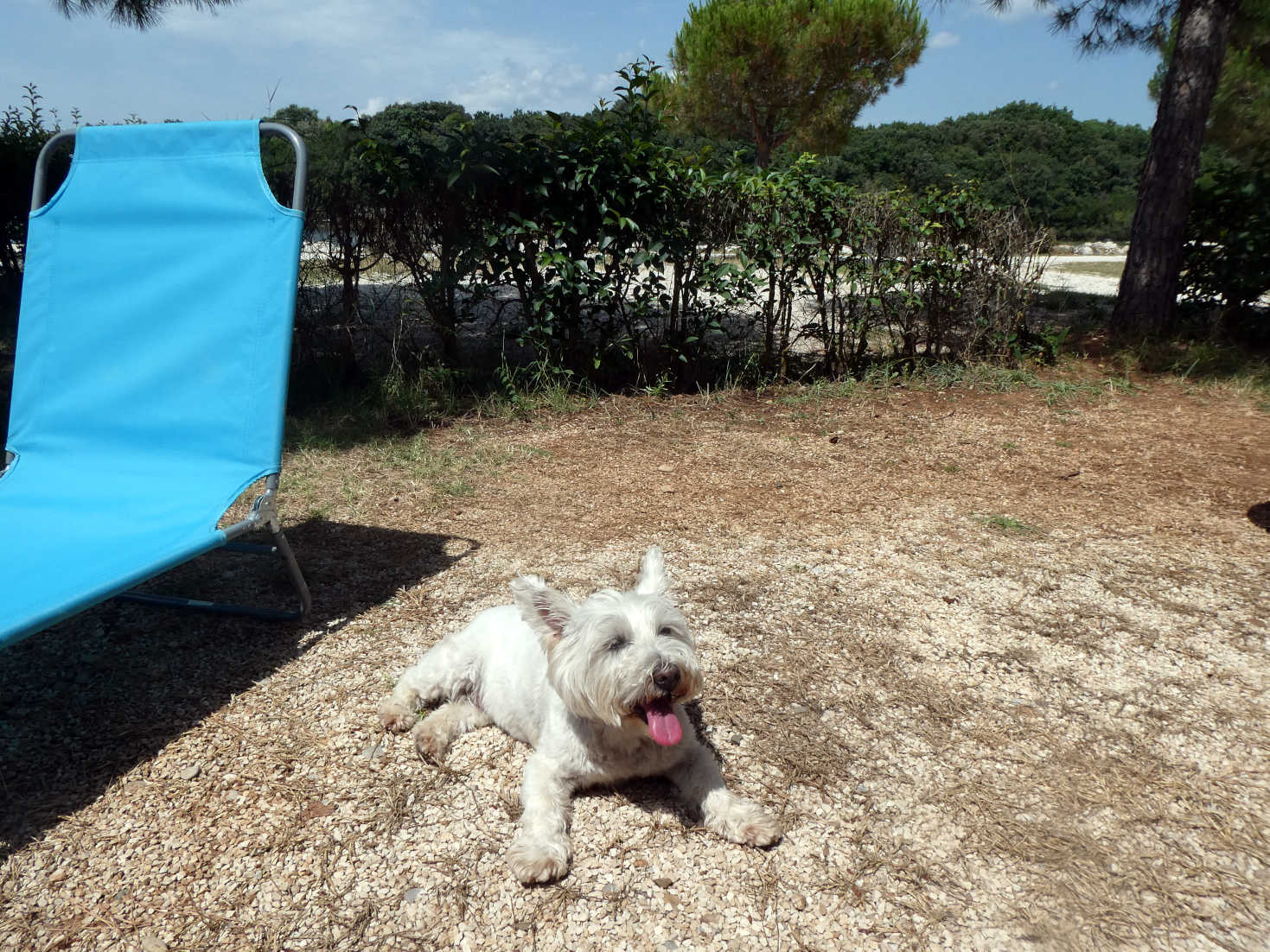 poppy the westie at home in Vodnijan