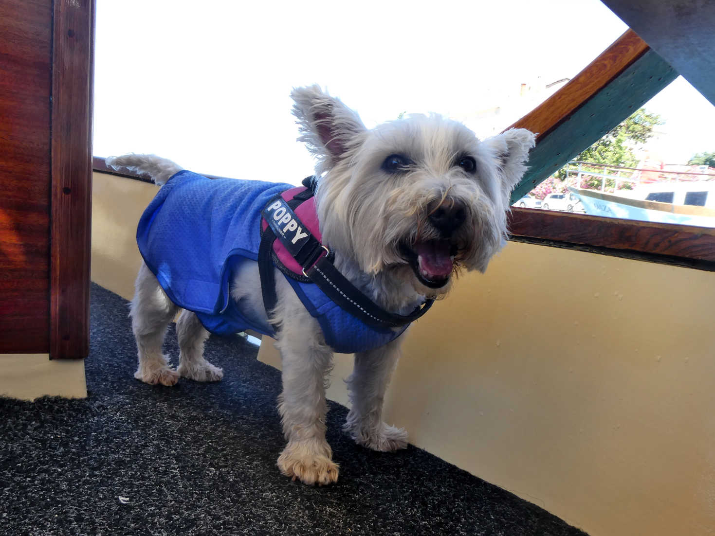 poppy the westie at home on Rovinj boat