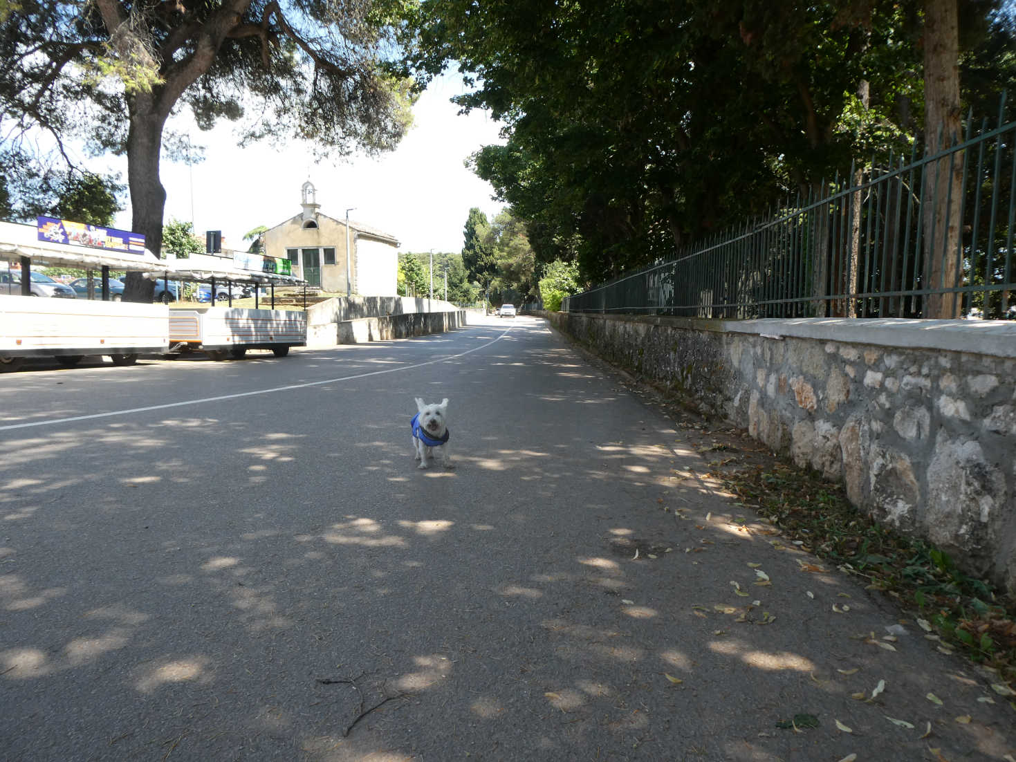 poppy the westie at other end of the bay Rovinj