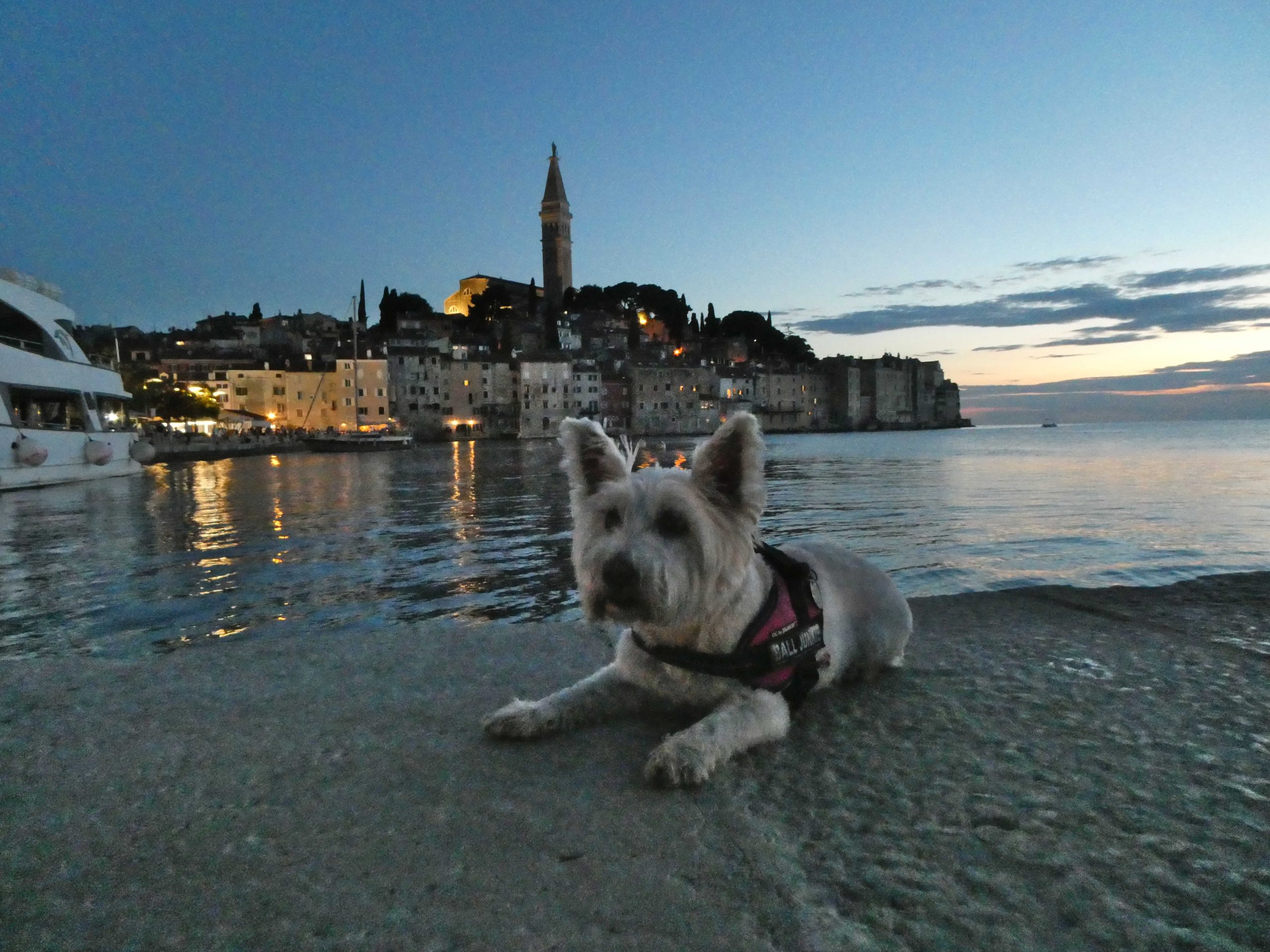 poppy the westie at rovinj harbour at night