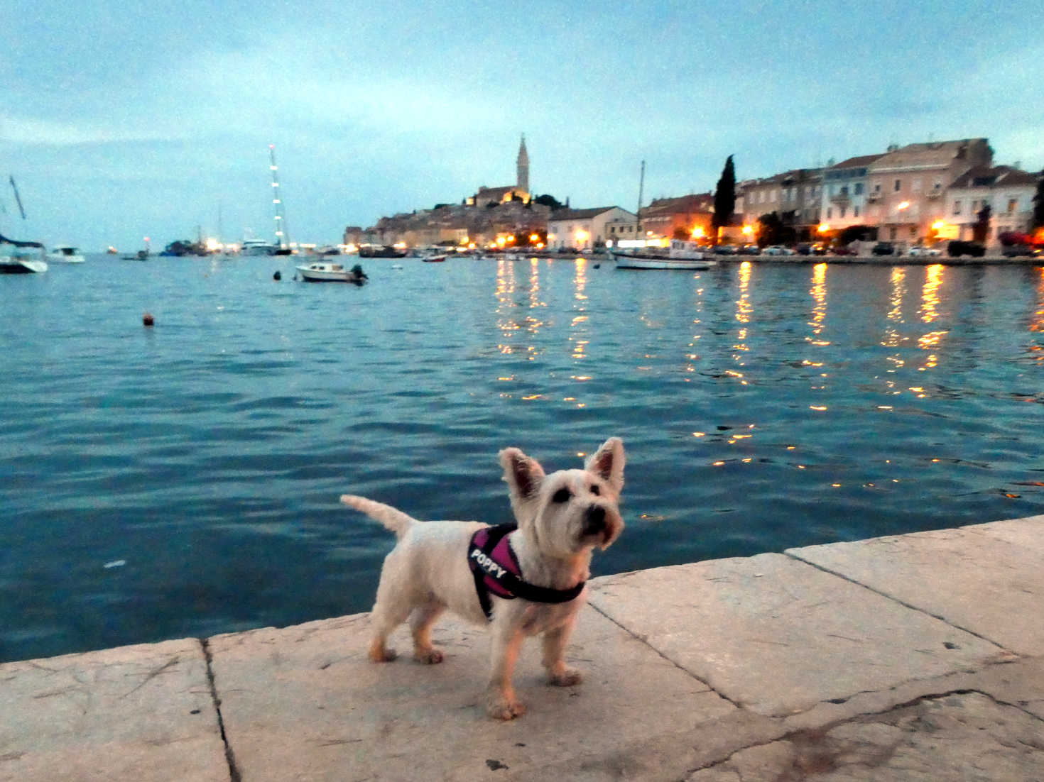 poppy the westie at rovinj marina