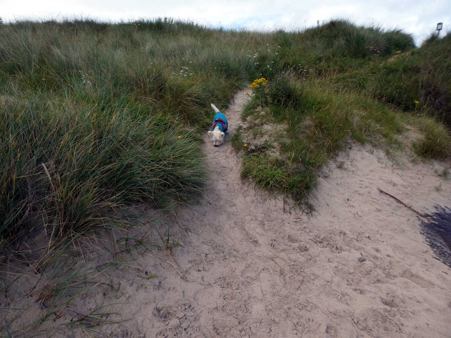 poppy the westie at start of Traigh beach