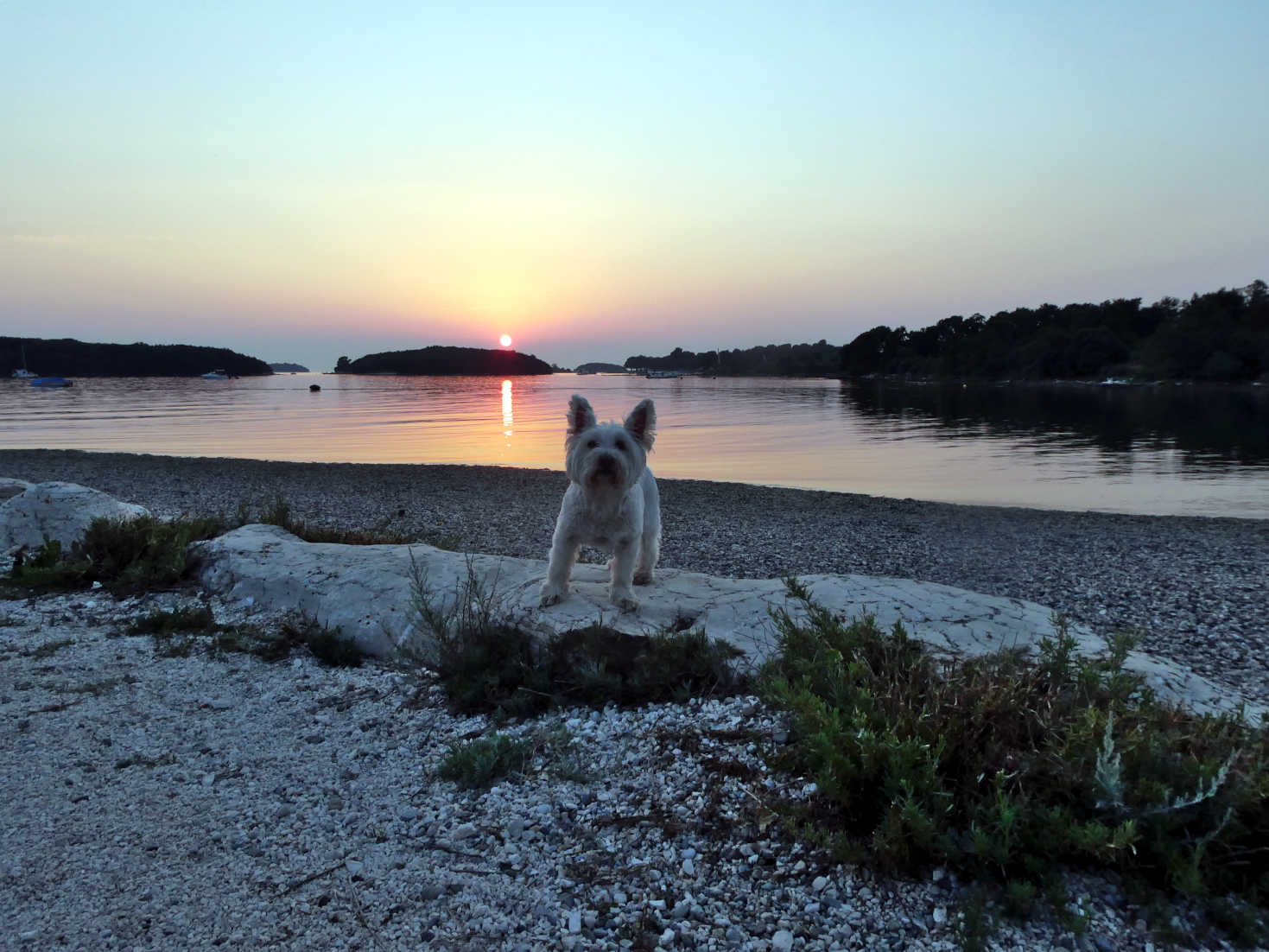 poppy the westie at sunset Vrsar