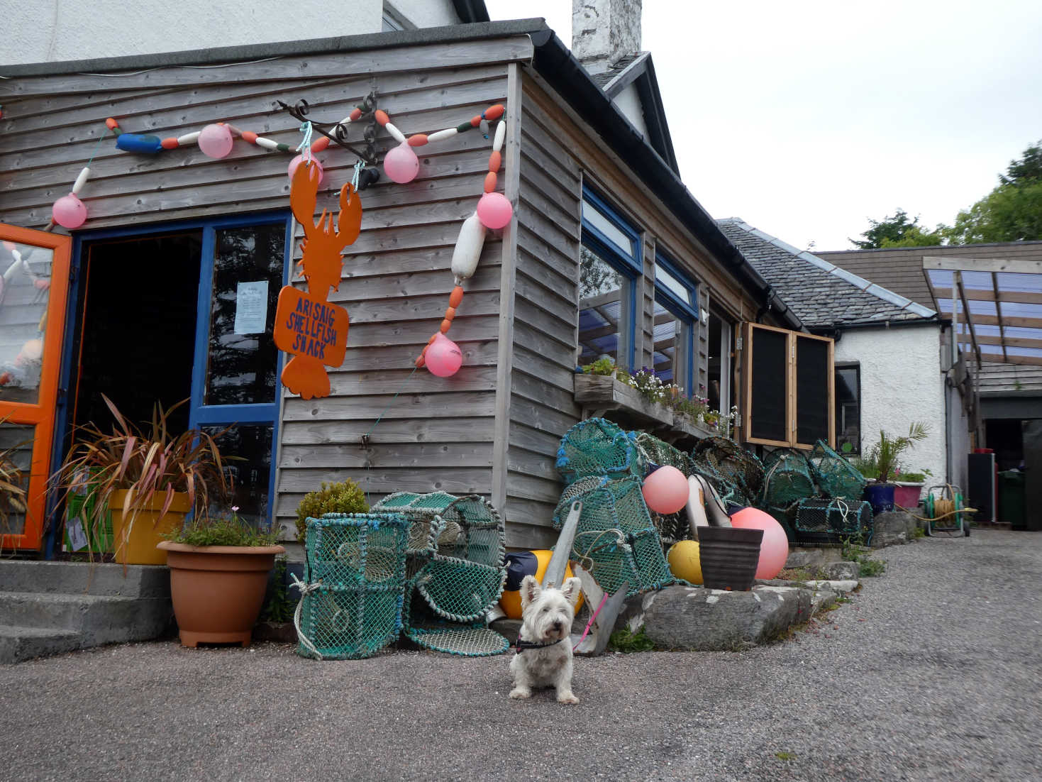 poppy the westie at the arisaig shellfish shack