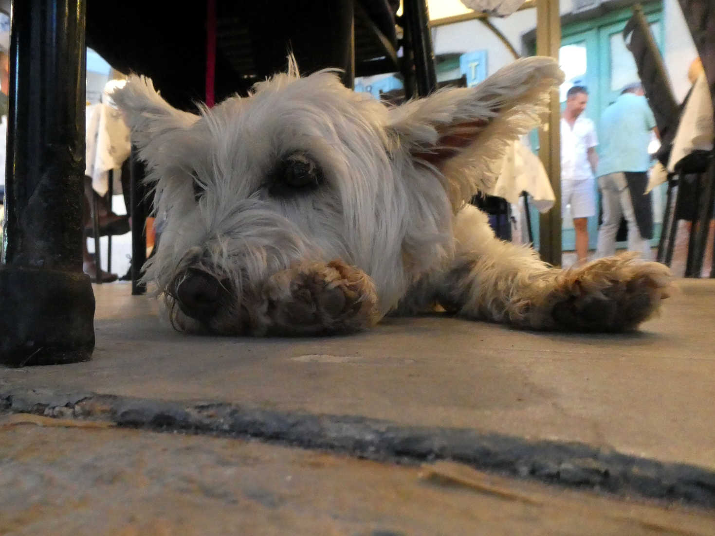 poppy the westie at the calisona Rivinj