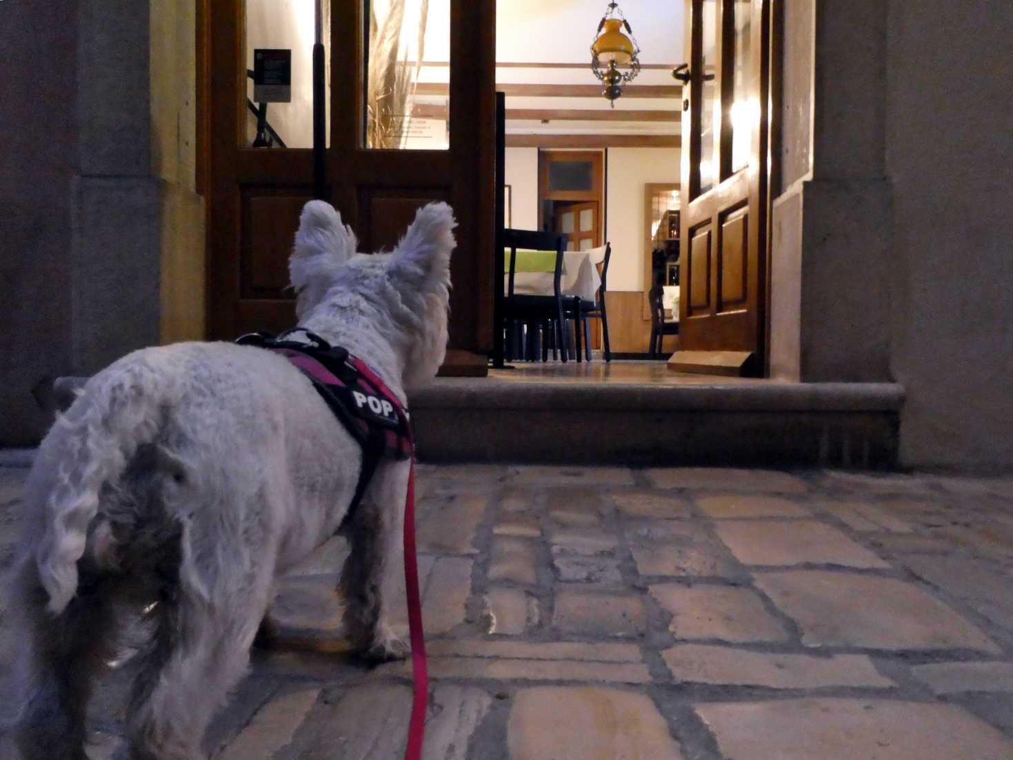 poppy the westie at the front door