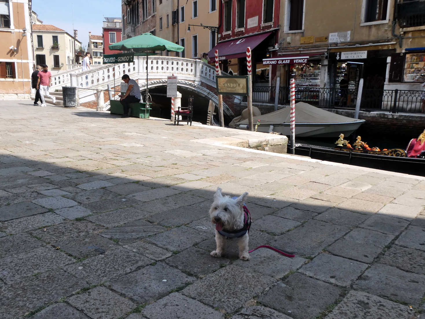 poppy the westie at the gondolla station