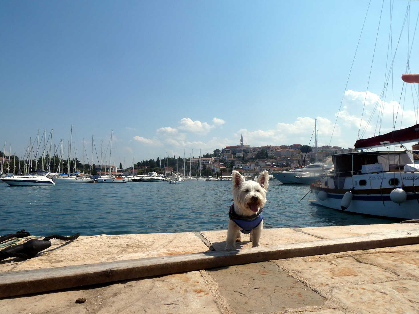 poppy the westie at the marina Vrsar