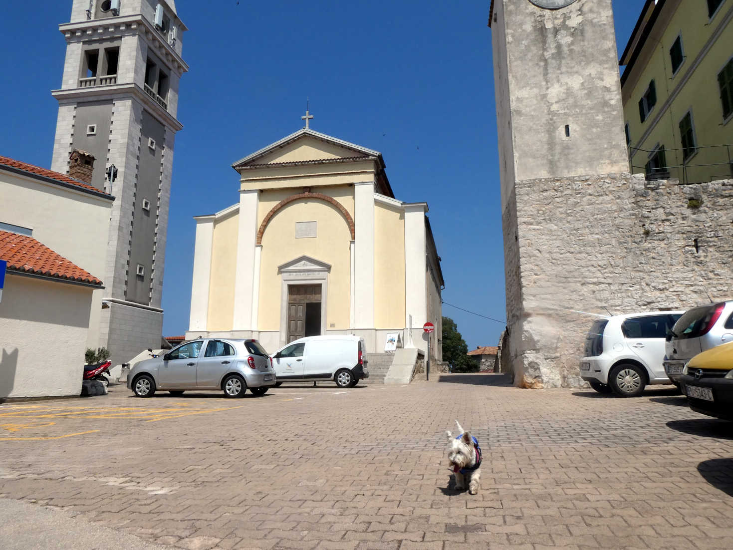 poppy the westie at the old town church Vrsar