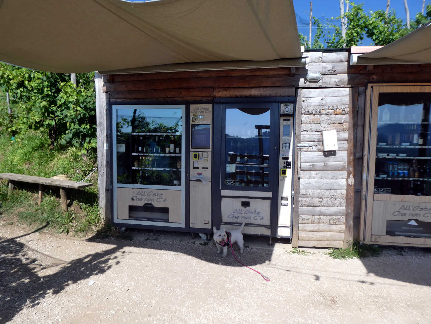 poppy the westie at the prosecco vending machine