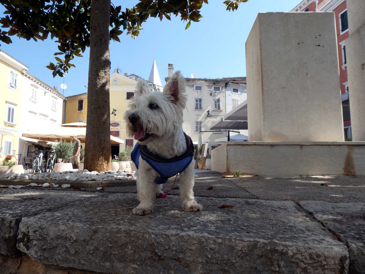 poppy the westie at the square Vrsar