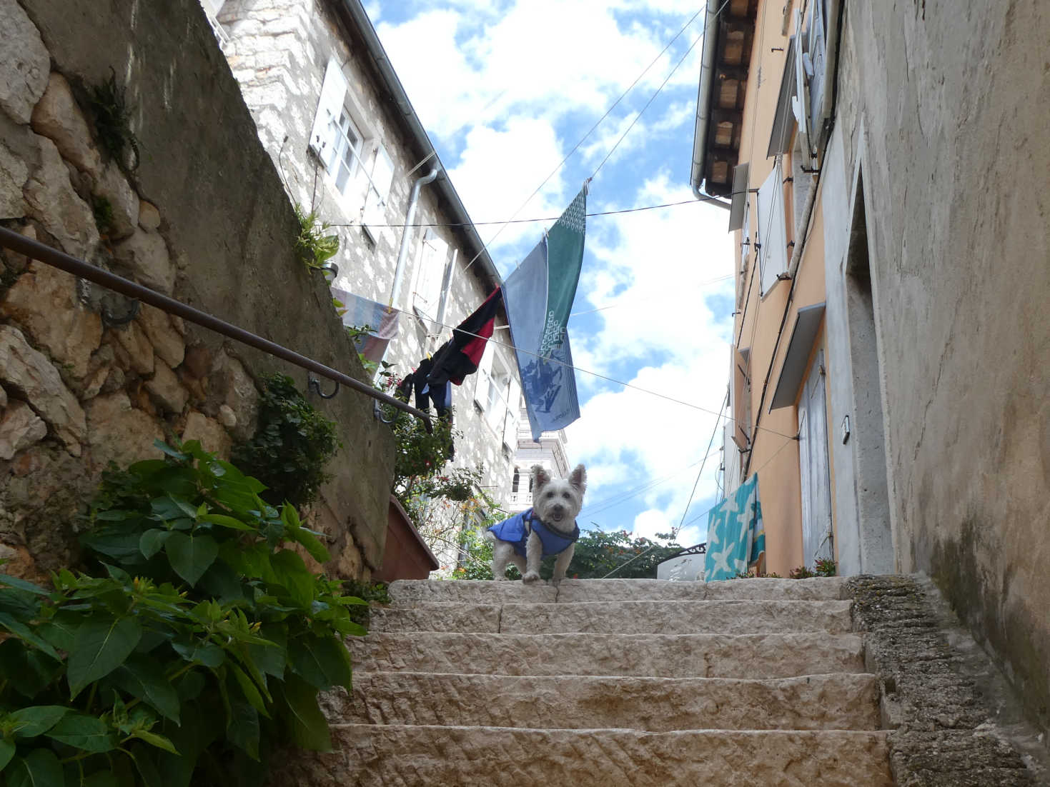 poppy the westie at top of steps in Rovinj