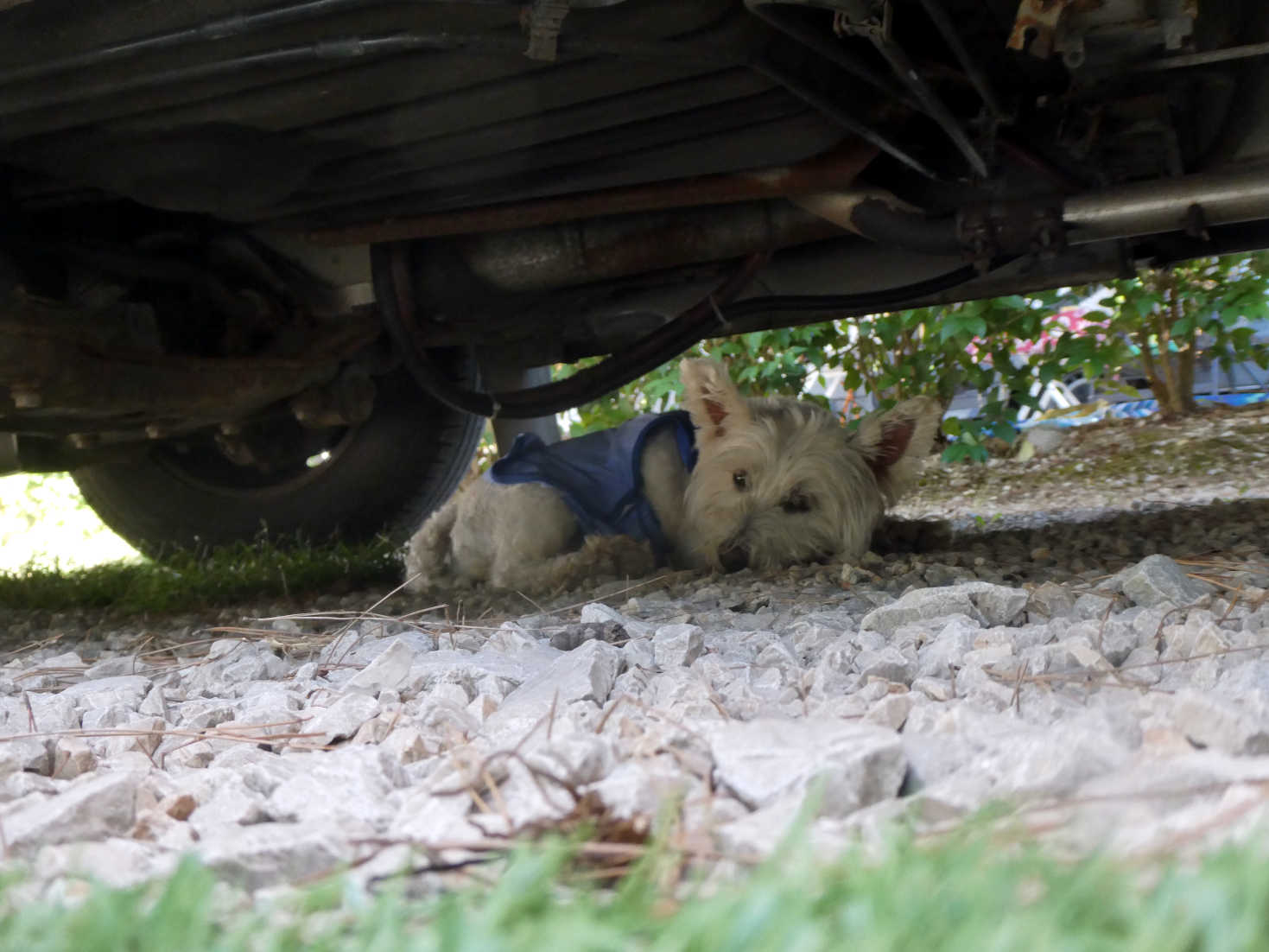 poppy the westie chilling out under betsy at rovinj