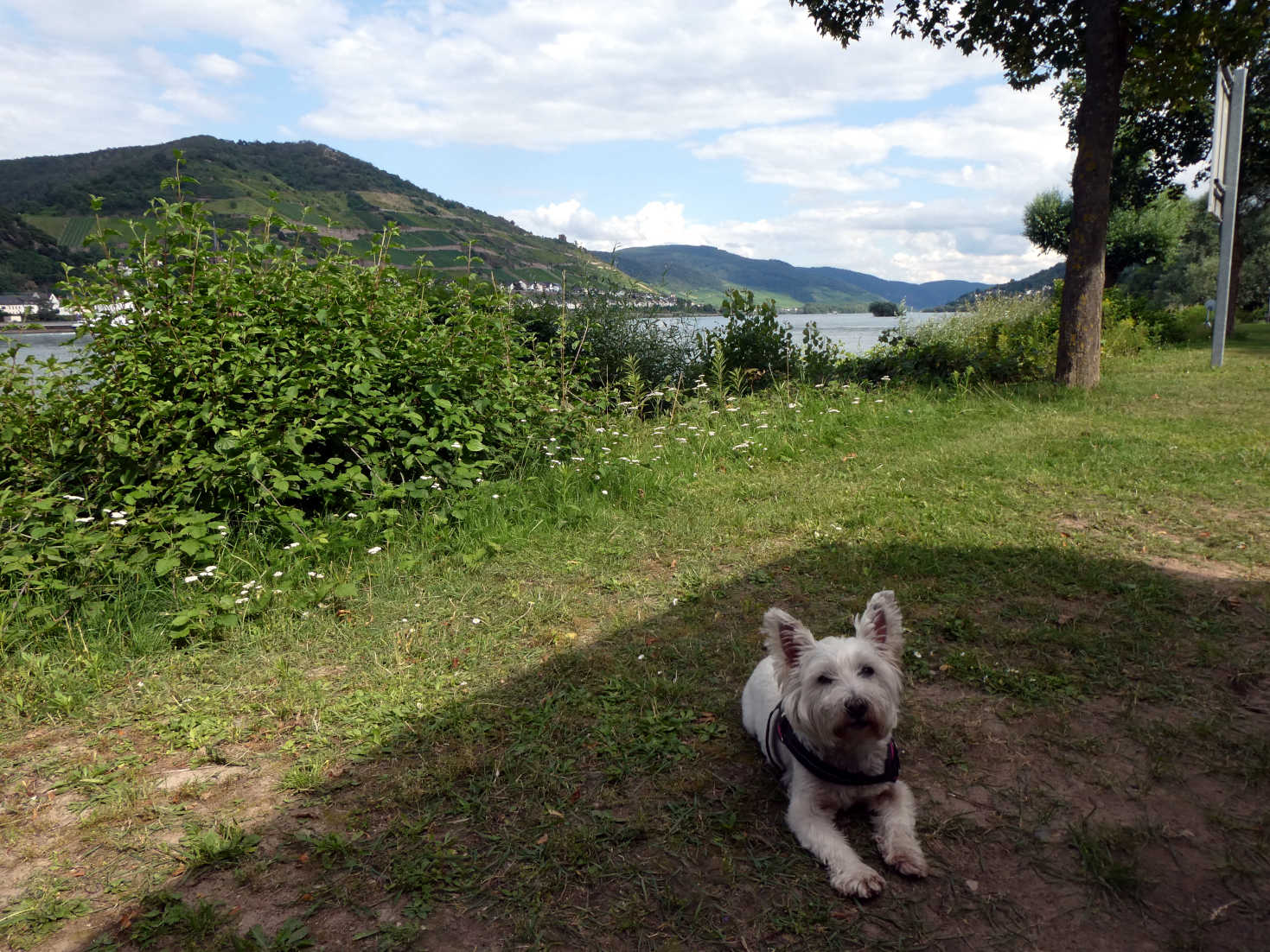 poppy the westie chills in the shade at camp in Bacharach