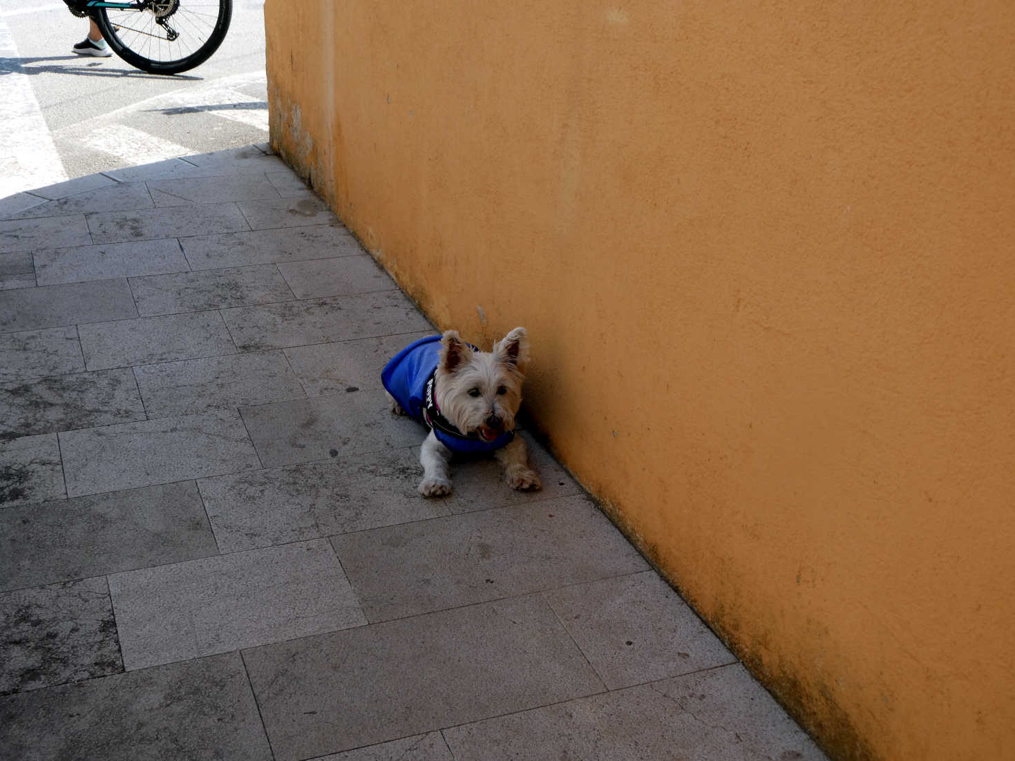 poppy the westie cooling down in Vrsar