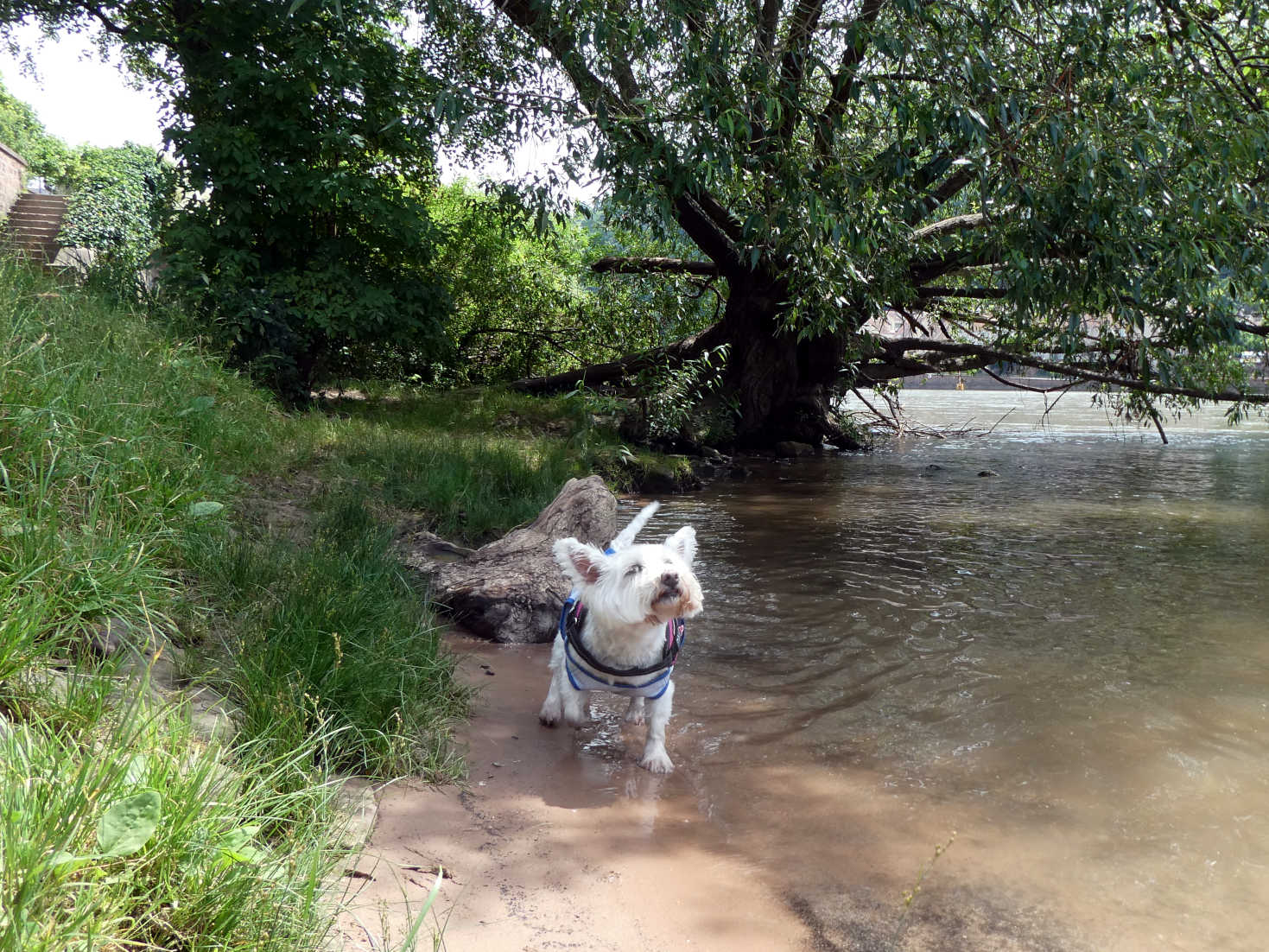 poppy the westie cools down in the river Neckar