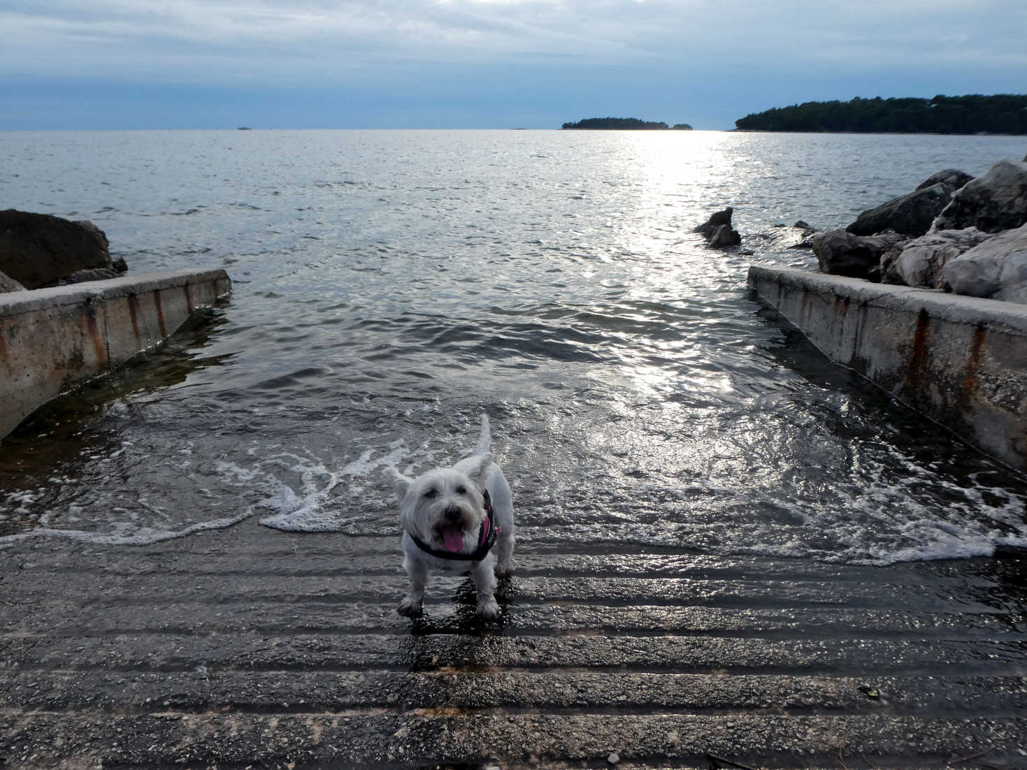 poppy the westie cools her paws on the slipway Rovinj